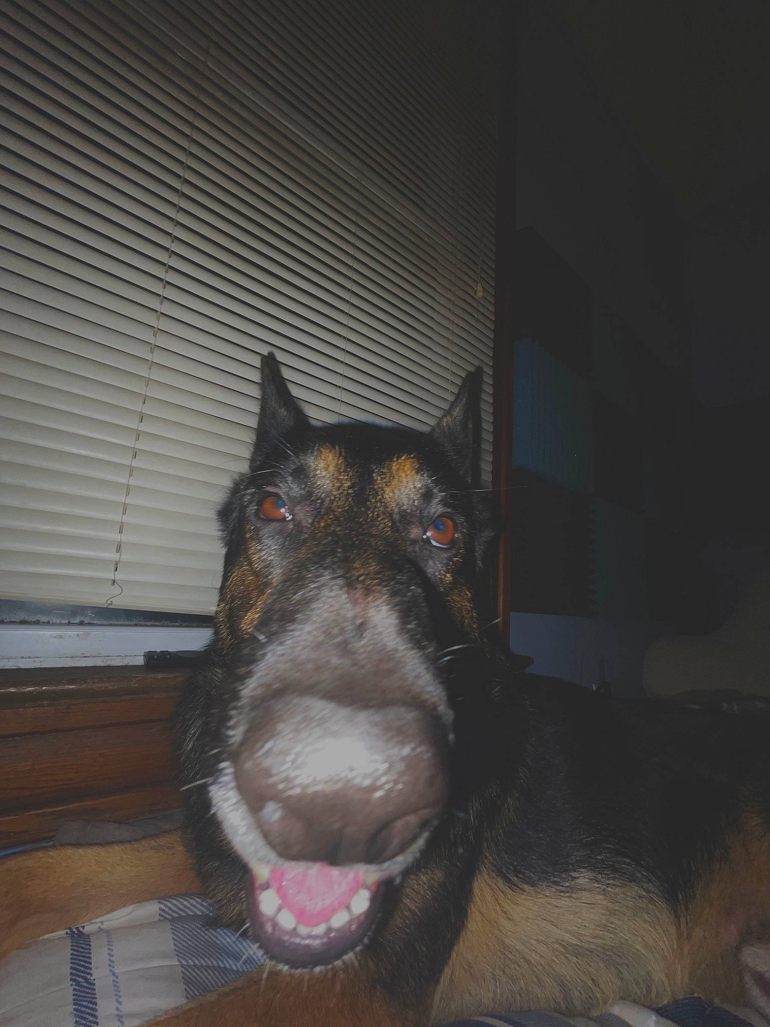 Milo joined the competition — help win amazing prizes! canidae, carnivore, claw, companion_dog, darkness, dog, dog_breed, east_european_shepherd, fang, foot, fur, guard_dog, jaw, paw, snout, sporting_group, terrestrial_animal, whiskers, working_animal, working_dog