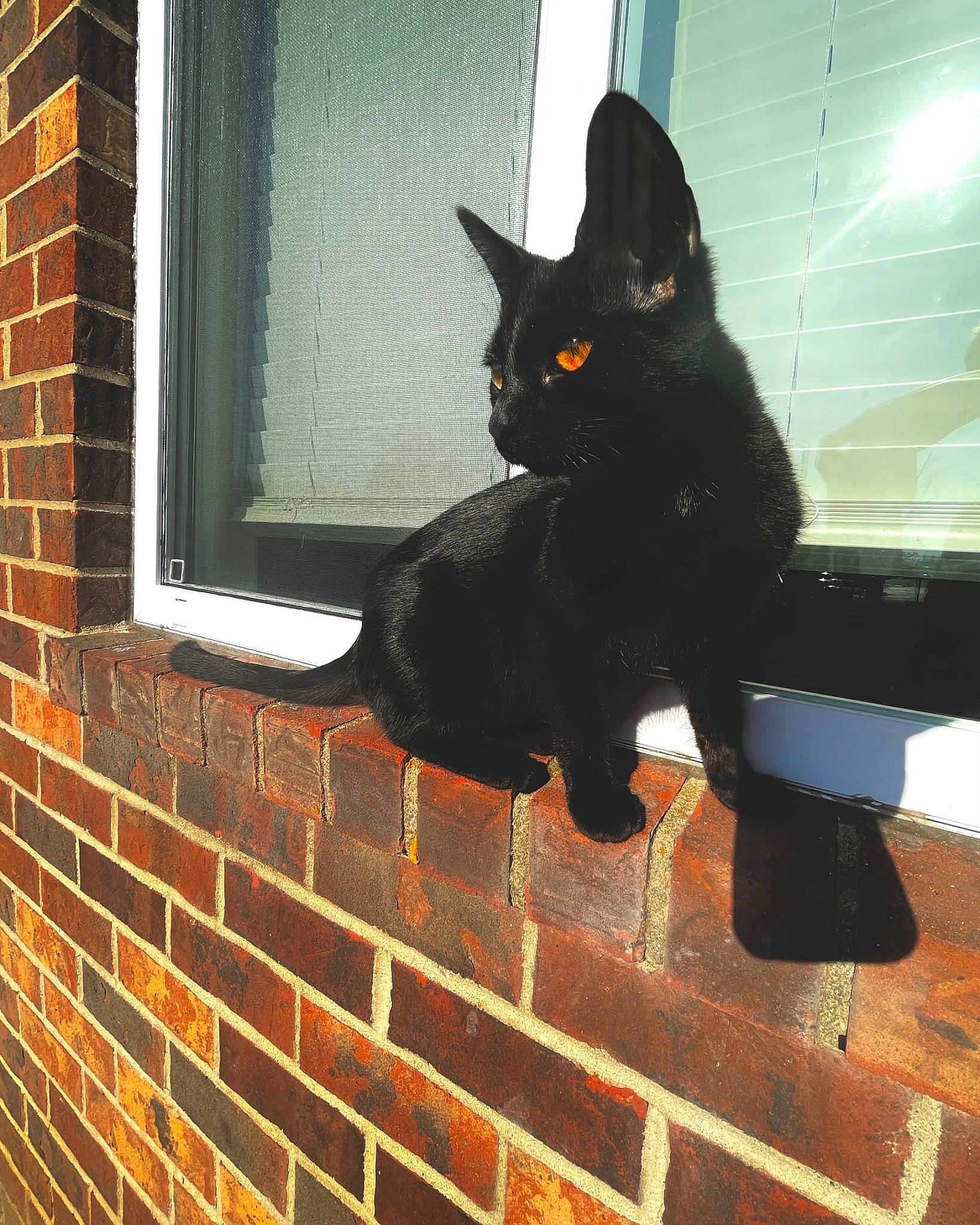 Willow is registered to the contest to win money with this photo: black_cat, bombay, brick, brickwork, carnivore, cat, domestic_short_haired_cat, felidae, fixture, fur, plant, sash_window, small_to_medium_sized_cats, snout, stairs, tail, tints_and_shades, whiskers, window, wood