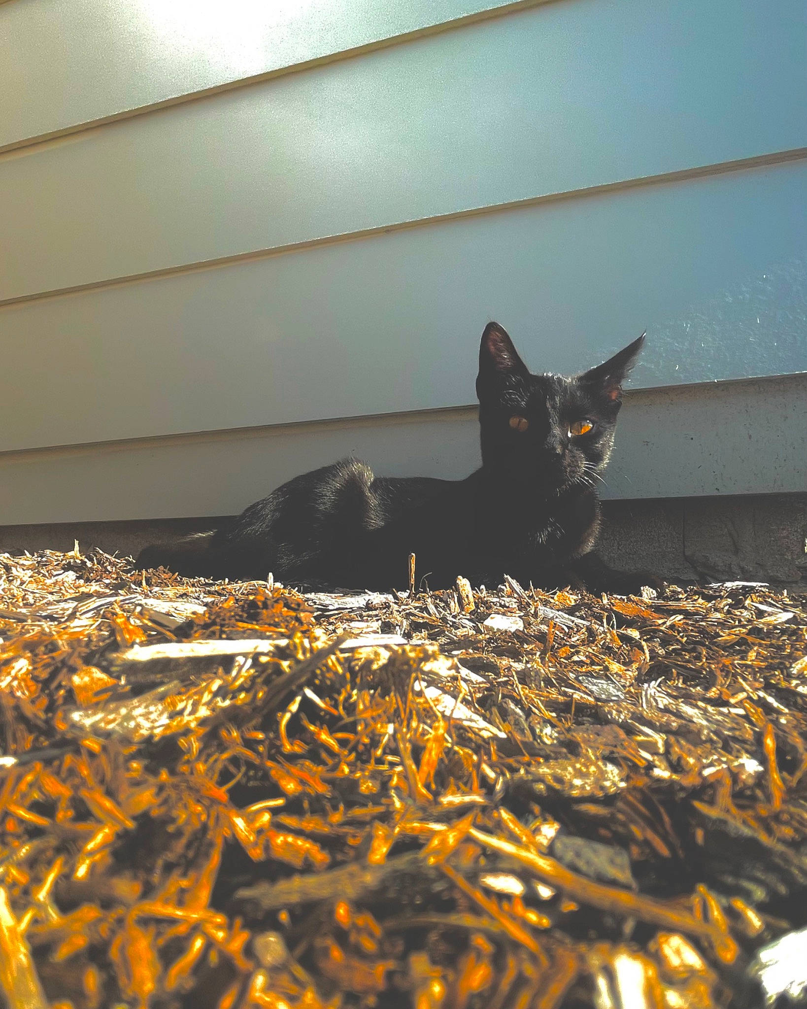 Willow is registered to the contest to win money with this photo: black_cat, carnivore, cat, domestic_short_haired_cat, eye, felidae, flooring, fur, metal, plant, sand, shadow, small_to_medium_sized_cats, snout, tail, tints_and_shades, tree, whiskers, window, wood