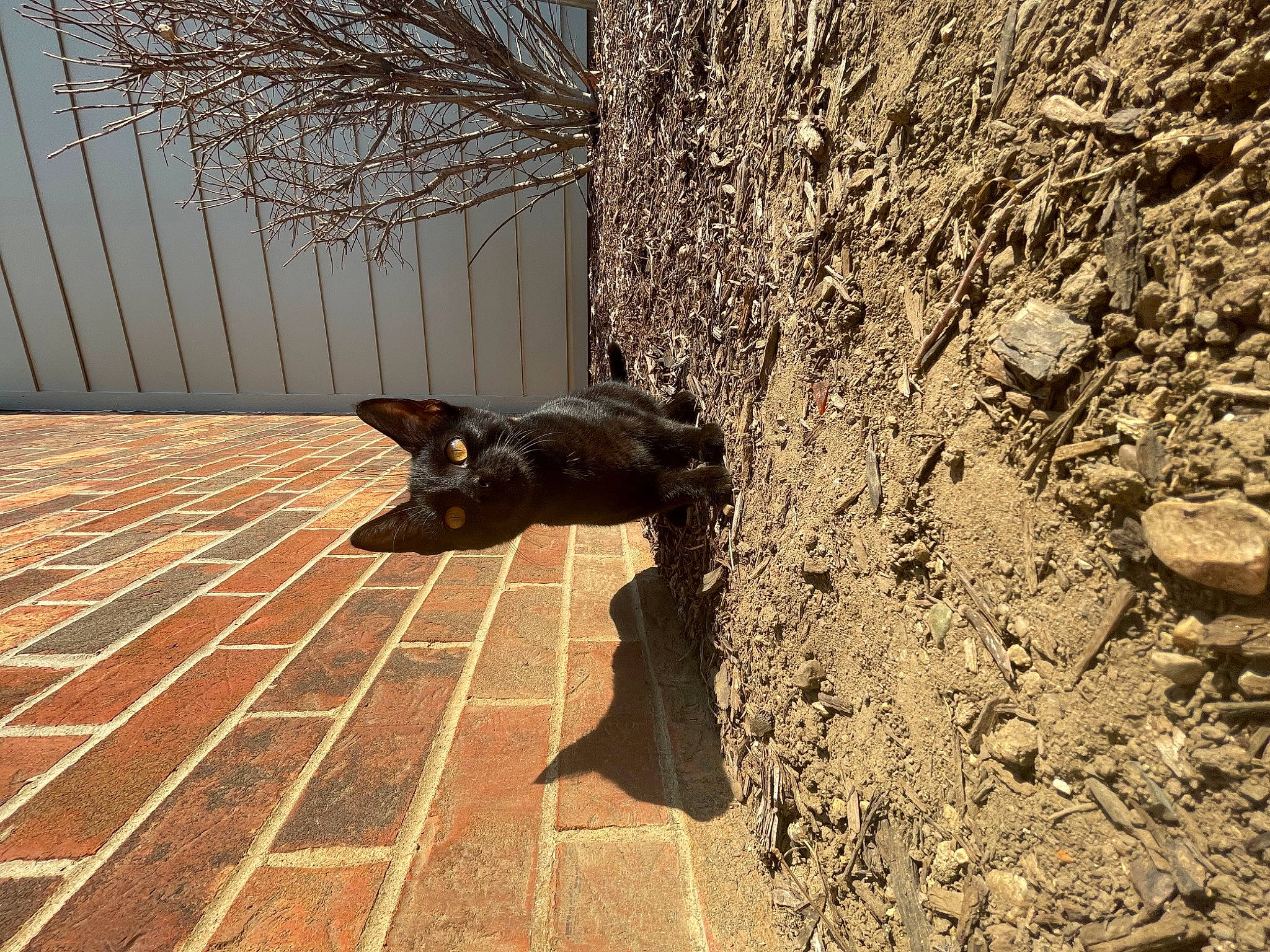 Willow joined the competition — help win amazing prizes! asphalt, black_cat, brick, carnivore, dog_breed, fawn, felidae, flooring, metal, plant, road_surface, sidewalk, small_to_medium_sized_cats, tail, terrestrial_animal, tints_and_shades, tree, trunk, whiskers, wood
