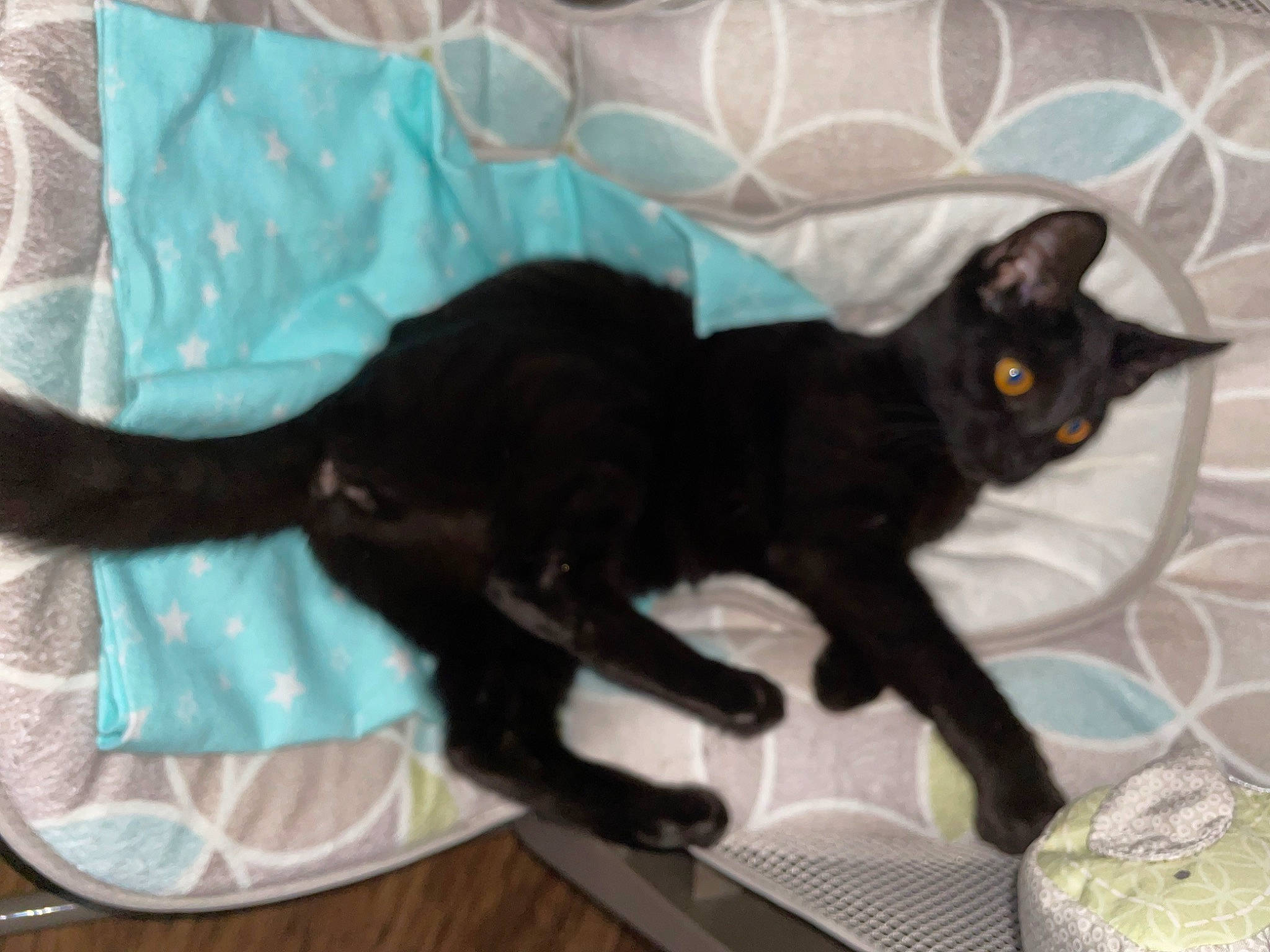 Willow is registered to the contest to win money with this photo: black_cat, bombay, carnivore, cat, cat_supply, claw, comfort, domestic_short_haired_cat, felidae, fur, havana_brown, paw, small_to_medium_sized_cats, tail, whiskers