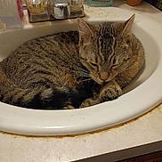 Smokey joined the competition — help win amazing prizes! cat, tabby_cat, sink, bathroom, potted_plant, soap, countertop, faucet, domestic_animal, pet, fur, whiskers, curled_up, sleeping, licking, household, indoor, cozy, resting, cute