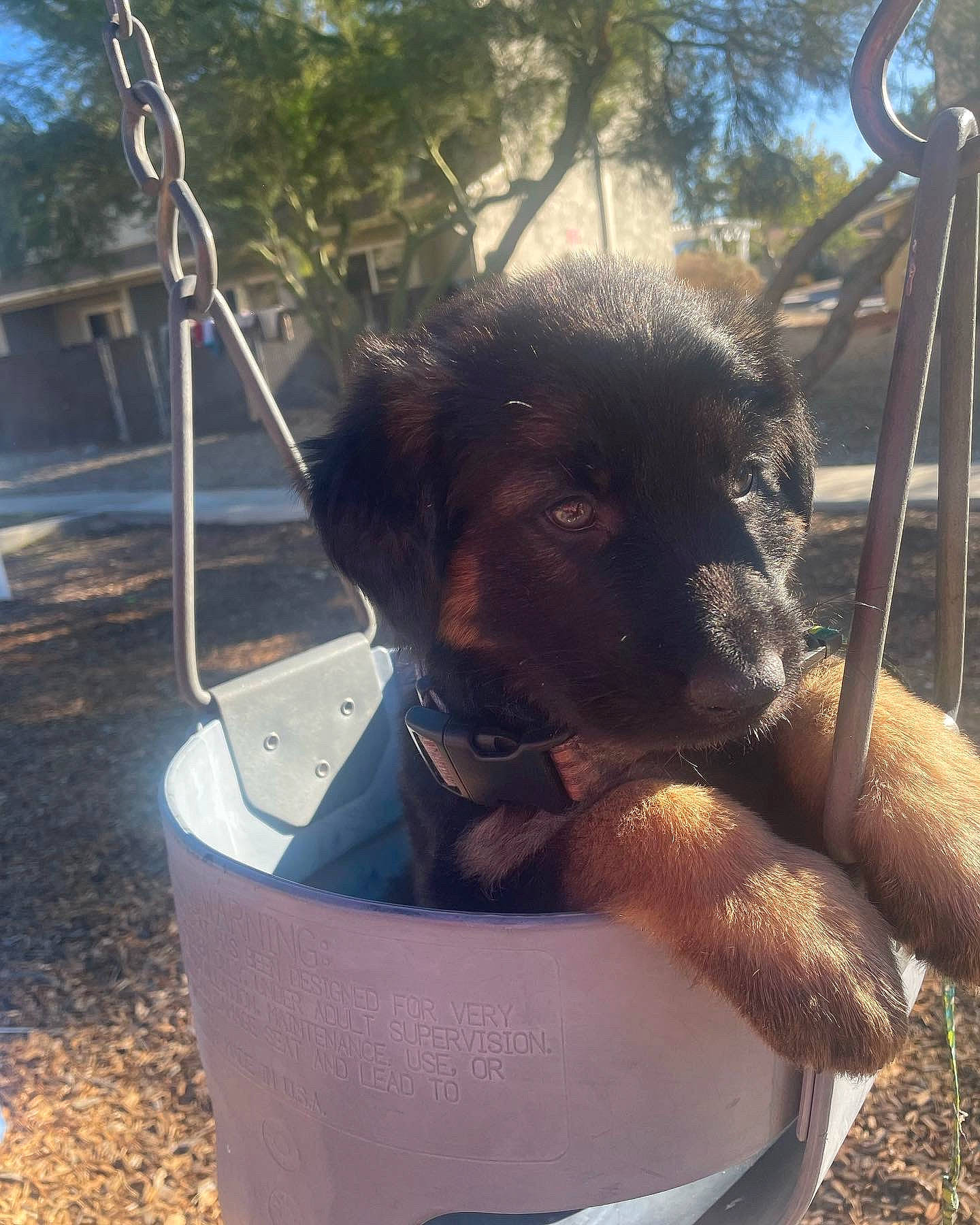 Bentley joined the competition — help win amazing prizes! canidae, carnivore, companion_dog, dog, dog_breed, fawn, garden_hose, grass, guard_dog, herding_dog, plant, shade, snout, sporting_group, tail, terrestrial_animal, tints_and_shades, tree, working_animal, working_dog