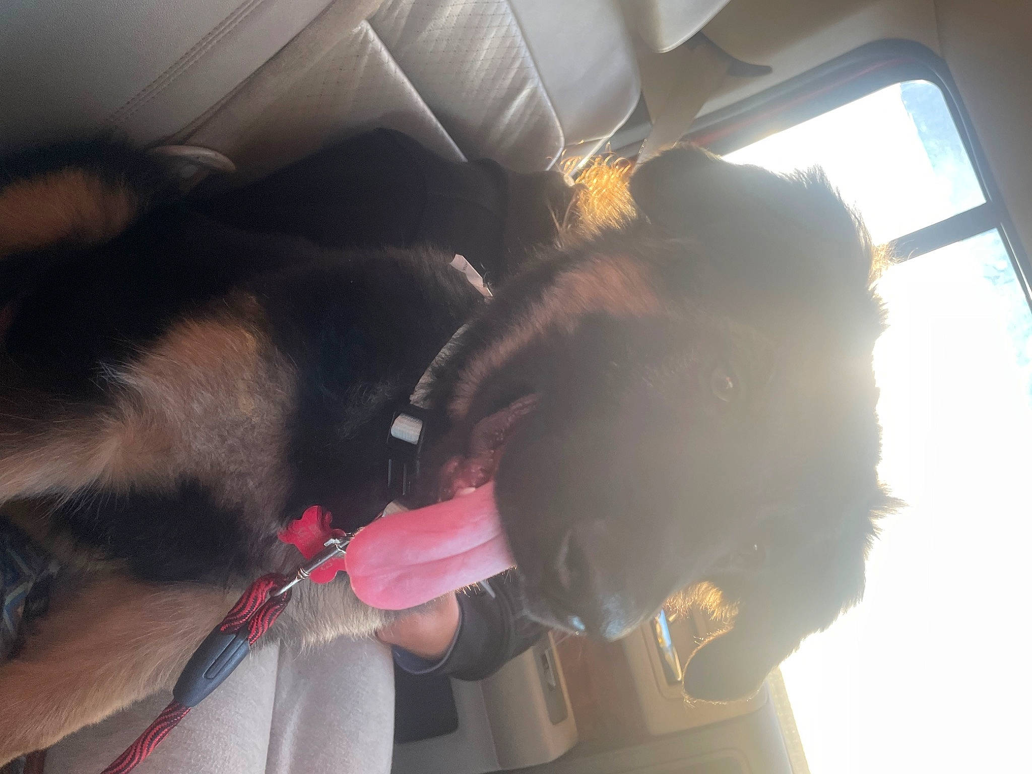 Bentley is registered to the contest to win money with this photo: canidae, carnivore, collar, companion_dog, dog, dog_breed, dog_collar, ear, fashion_accessory, fawn, fur, gesture, leash, pet_supply, snout, sporting_group, tail, tints_and_shades, vehicle_door, working_animal