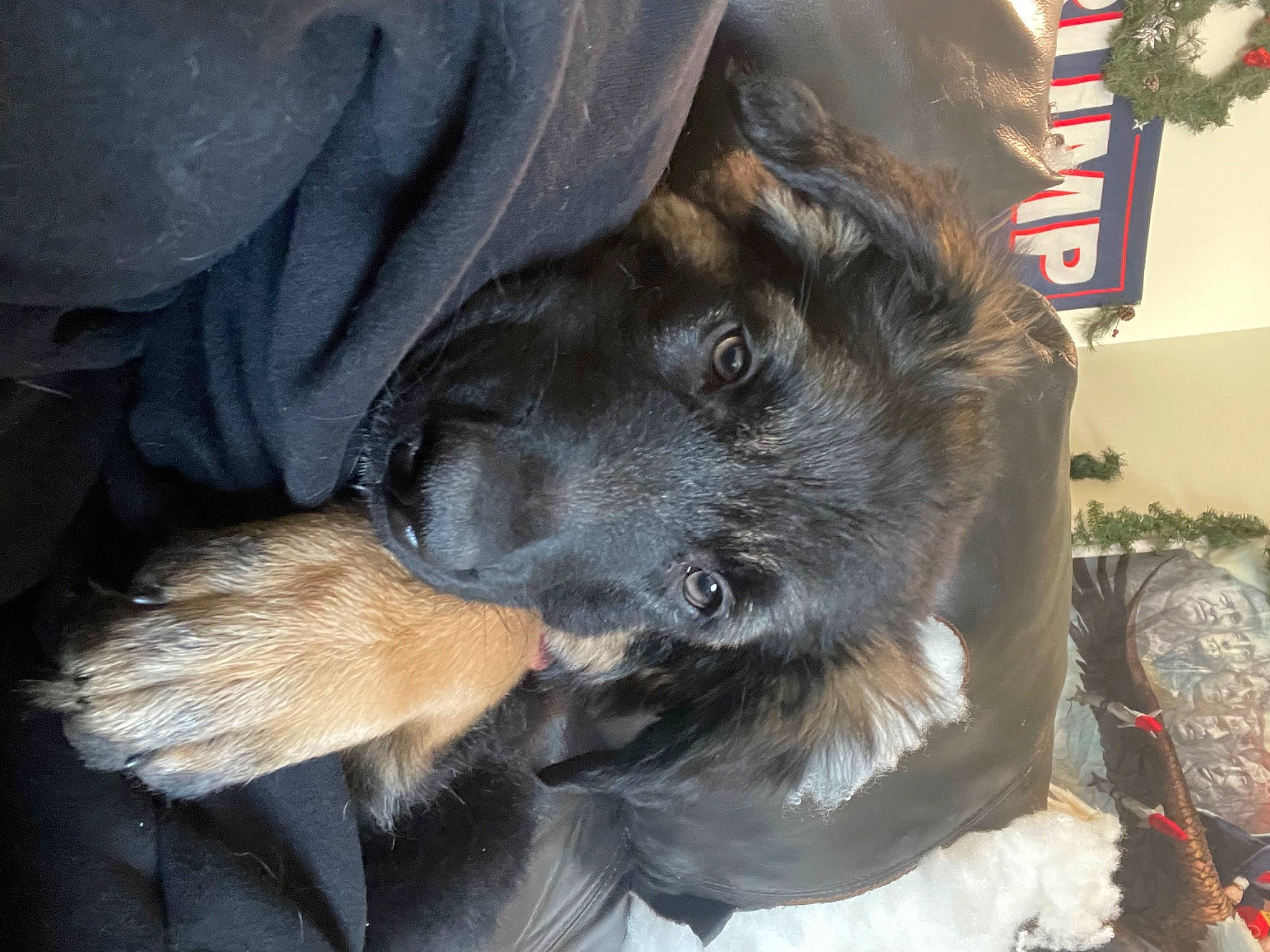 Bentley joined the competition — help win amazing prizes! carnivore, companion_dog, dog, dog_breed, fur, liver, natural_material, paw, sporting_group, working_animal