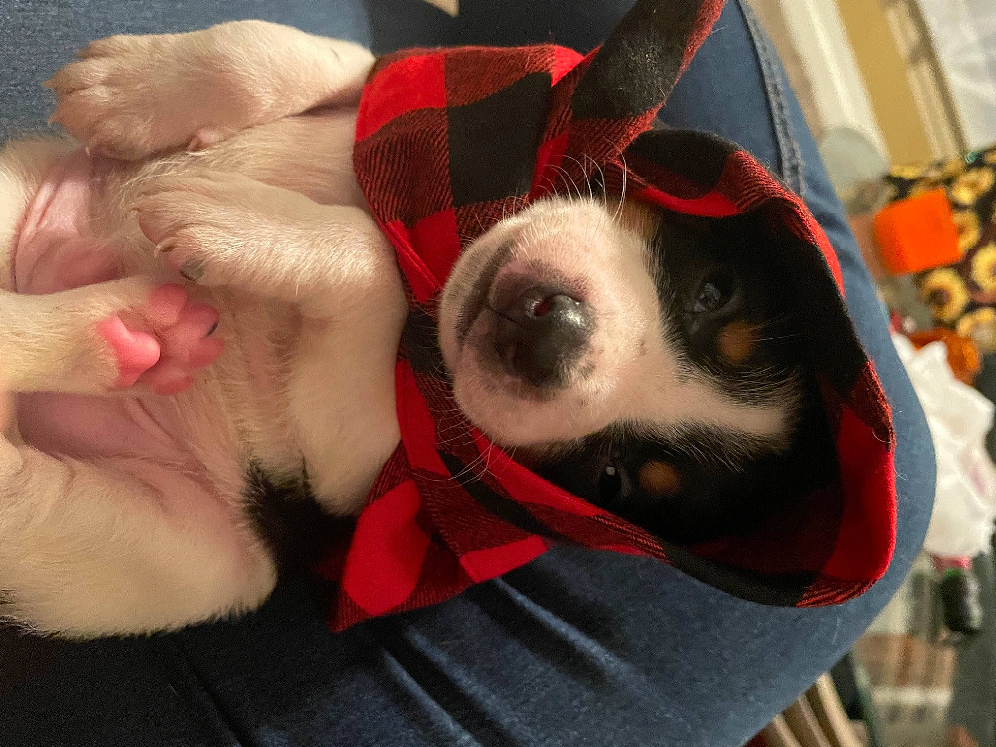 Cowboy is registered to the contest to win money with this photo: canidae, carnivore, collar, comfort, companion_dog, dog, dog_bed, dog_breed, dog_clothes, dog_supply, ear, fawn, foot, fur, personal_protective_equipment, plaid, snout, sporting_group, tartan, whiskers