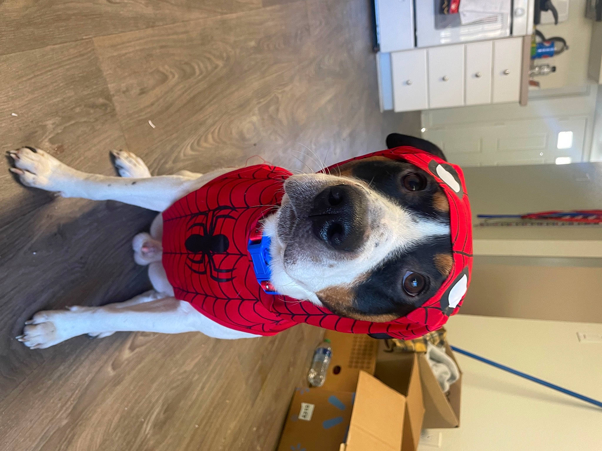 Cowboy joined the competition — help win amazing prizes! canidae, carmine, carnivore, collar, companion_dog, dog, dog_breed, dog_collar, dog_supply, floor, flooring, fur, hardwood, home_appliance, kitchen_appliance, personal_protective_equipment, snout, sporting_group, wood, working_animal