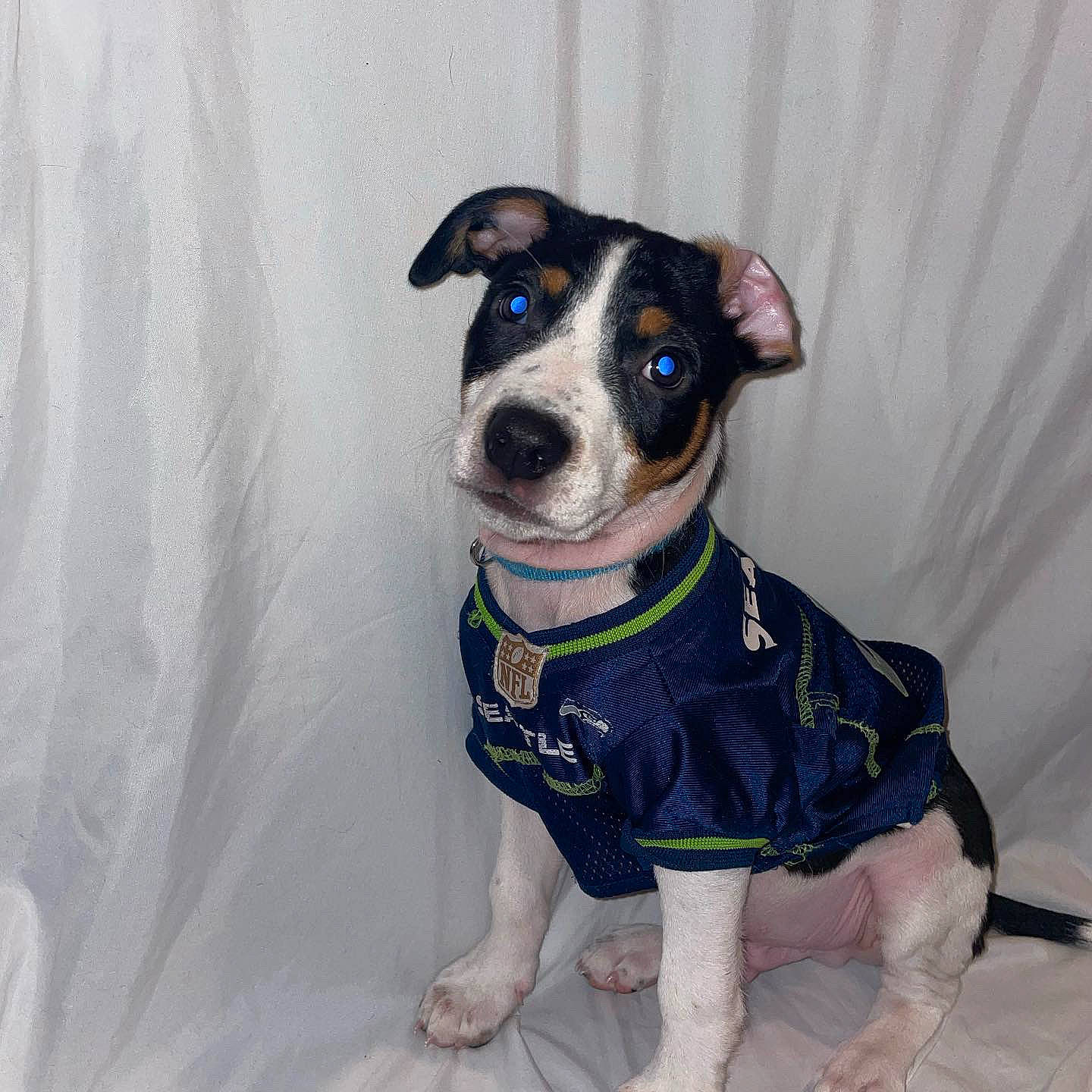 Cowboy is registered to the contest to win money with this photo: canidae, carnivore, collar, companion_dog, dog, dog_breed, dog_clothes, dog_collar, dog_supply, electric_blue, eyewear, fashion_accessory, fawn, leash, personal_protective_equipment, pet_supply, snout, sporting_group, working_animal, working_dog