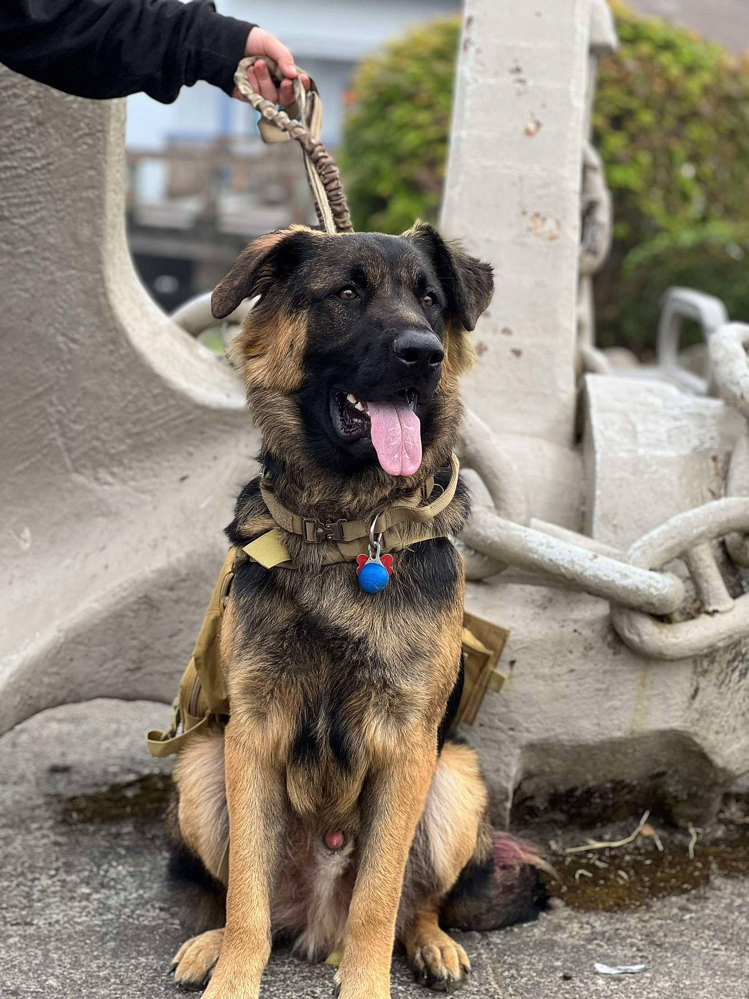 Bentley joined the competition — help win amazing prizes! canidae, carnivore, collar, companion_dog, dog, dog_breed, dog_collar, dog_supply, fashion_accessory, fawn, guard_dog, law_enforcement, leash, pet_supply, plant, snout, sporting_group, tail, working_animal, working_dog