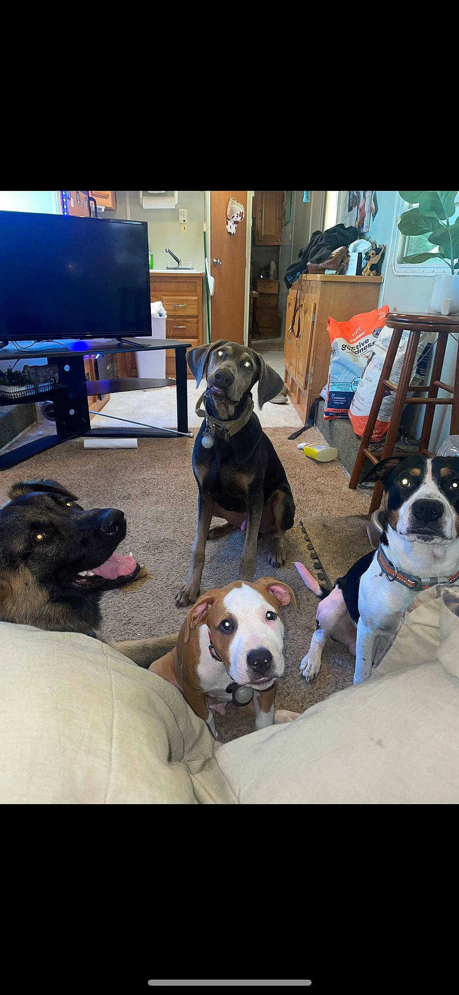 Bentley is registered to the contest to win money with this photo: carnivore, chair, collar, companion_dog, display_device, dog, dog_breed, dog_collar, dog_supply, fawn, flooring, hardwood, leash, living_room, mammal, pet_supply, shelf, sporting_group, television, working_animal