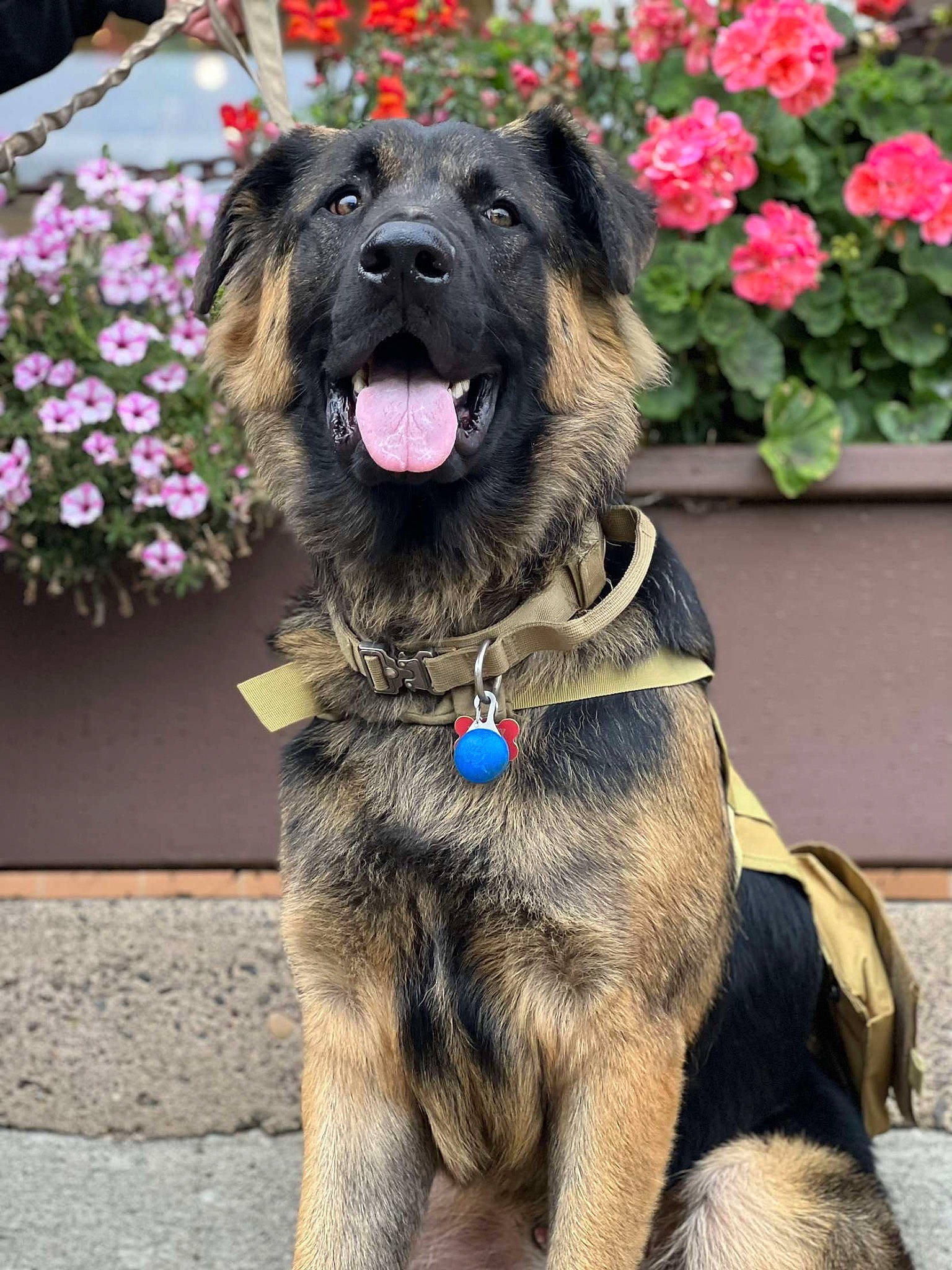 Bentley is registered to the contest to win money with this photo: canidae, carnivore, collar, companion_dog, dog, dog_breed, dog_collar, dog_supply, event, fawn, flower, fur, giant_dog_breed, leash, liver, plant, snout, sporting_group, working_animal, working_dog