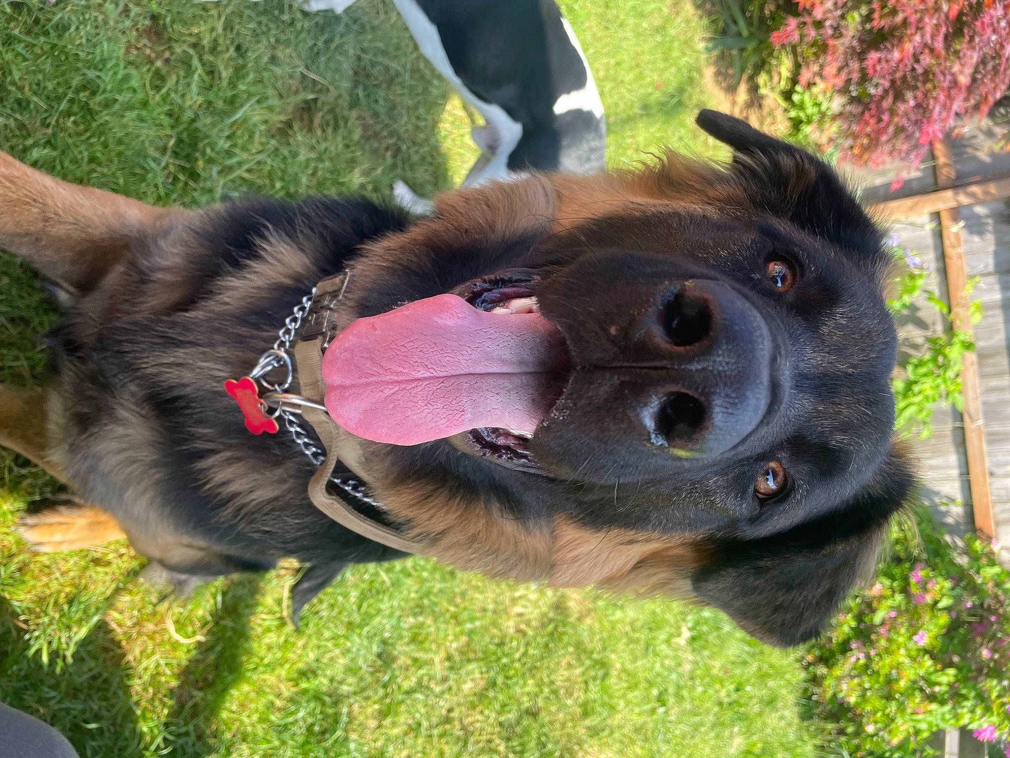 Bentley is registered to the contest to win money with this photo: bridle, carnivore, collar, companion_dog, dog_breed, dog_collar, fawn, fur, grass, liver, mammal, pack_animal, pet_supply, plant, snout, tail, terrestrial_animal, tree, vertebrate, working_animal