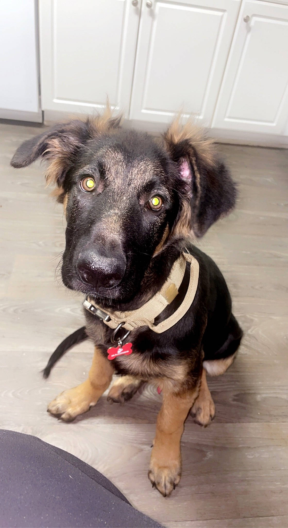 Bentley joined the competition — help win amazing prizes! borador, canidae, carnivore, collar, companion_dog, dog, dog_breed, dog_collar, dog_supply, fawn, fur, guard_dog, leash, paw, pet_supply, snout, sporting_group, whiskers, working_animal, working_dog