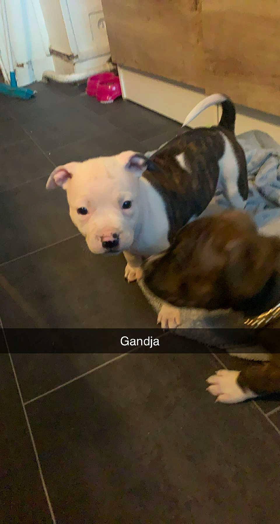 Gandja a rejoint le concours — aidez-le/la à gagner de superbes lots ! bull_terrier, canidae, carnivore, companion_dog, dog, dog_breed, fawn, floor, flooring, fur, hardwood, livestock, mammal, snout, sporting_group, tail, terrestrial_animal, vertebrate, wood, working_animal