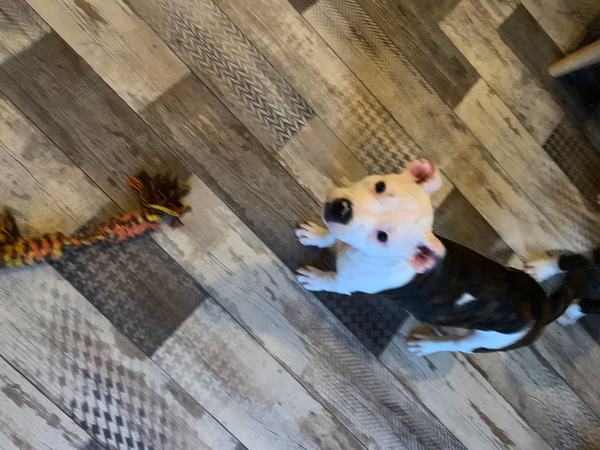 Gandja a rejoint le concours — aidez-le/la à gagner de superbes lots ! canidae, carnivore, companion_dog, dog_breed, fawn, floor, flooring, fur, hardwood, lumber, metal, plank, plywood, snout, sporting_group, stuffed_toy, toy, wood, wood_flooring, wood_stain