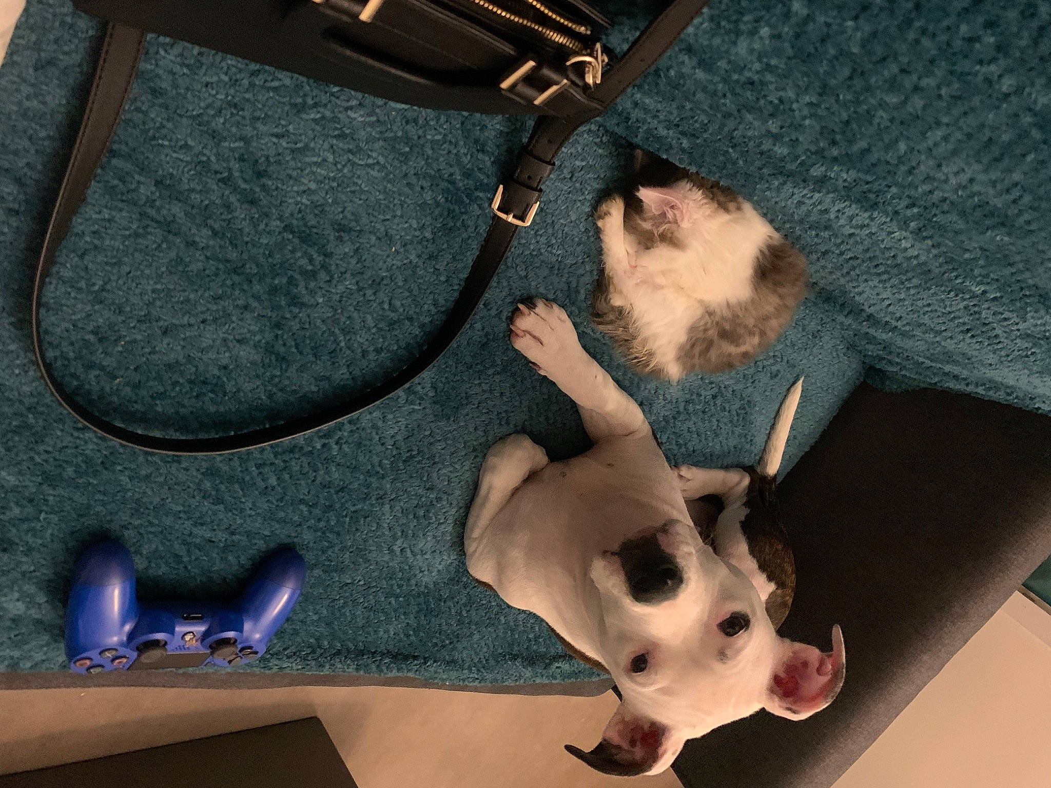 Gandja participe au concours pour gagner de l'argent avec cette photo : art, audio_equipment, bag, eyewear, fashion_accessory, fawn, finger, fur, hat, headgear, jewellery, luggage_and_bags, mammal, personal_protective_equipment, shoulder_bag, snout, stuffed_toy, sunglasses, toy, vertebrate