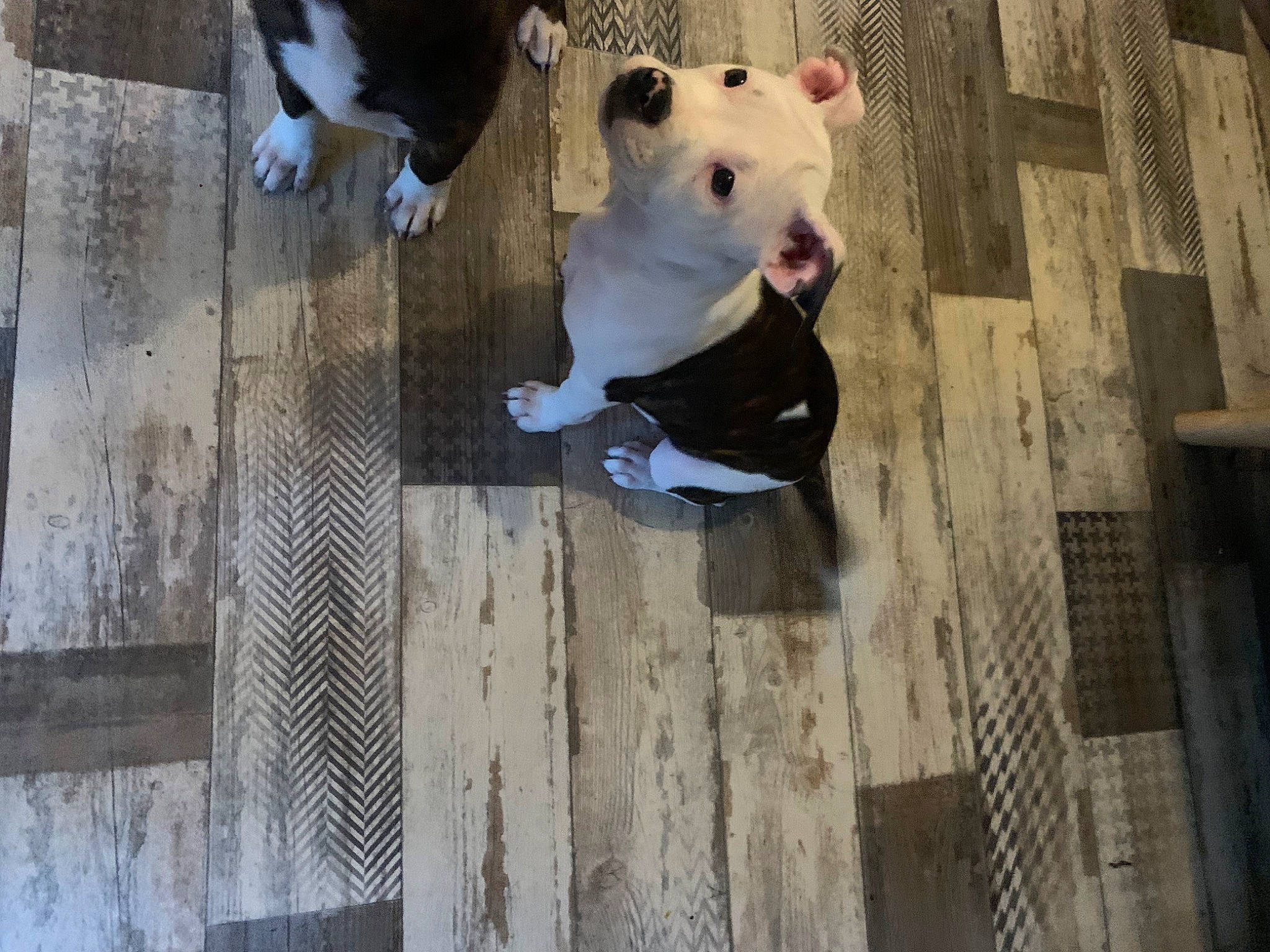 Gandja participe au concours pour gagner de l'argent avec cette photo : carnivore, companion_dog, dog_breed, eye, fawn, felidae, flooring, fur, grey, hardwood, human_body, line, livestock, mammal, snout, tail, terrestrial_animal, vertebrate, whiskers, wood