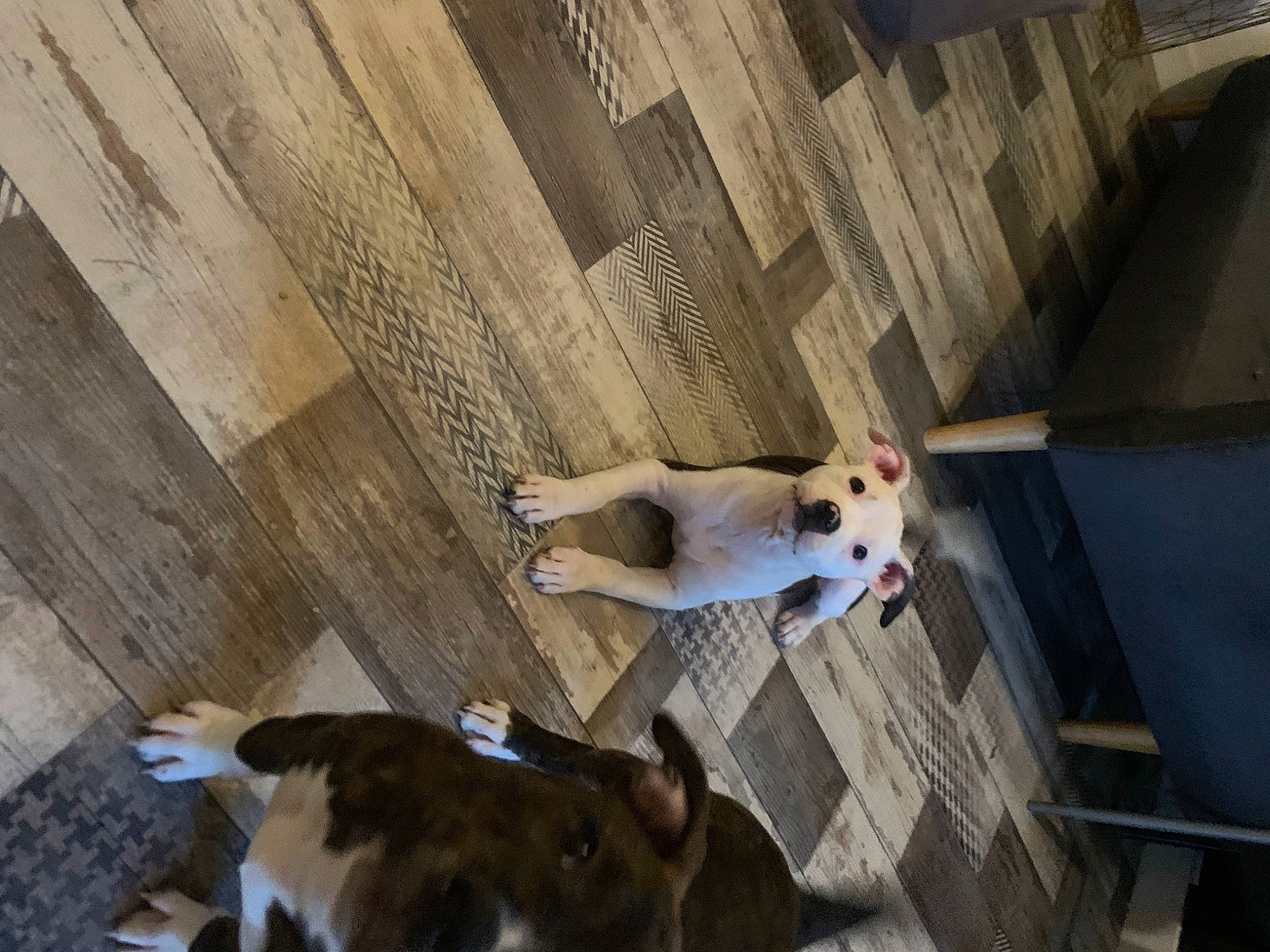 Gandja a rejoint le concours — aidez-le/la à gagner de superbes lots ! adventure, canidae, carnivore, companion_dog, dog, dog_breed, fawn, floor, flooring, fun, hardwood, non_sporting_group, plywood, room, shadow, sporting_group, tail, wood