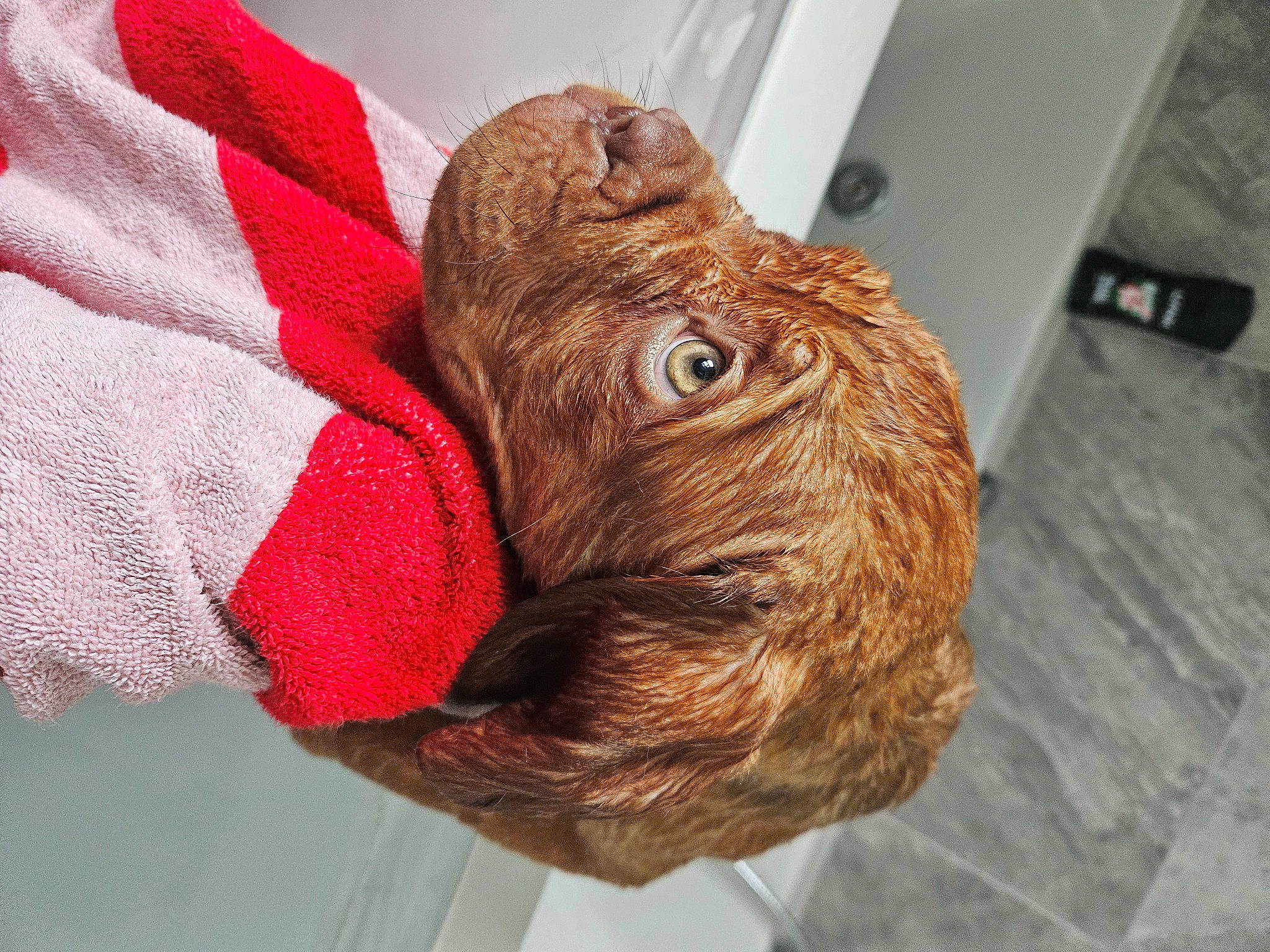 Bronson is registered to the contest to win money with this photo: art, canidae, carmine, flooring, foot, fur, human_leg, liver, pattern, primate, sporting_group, tail, terrestrial_animal, thread, wood, wool, woolen, wrinkle