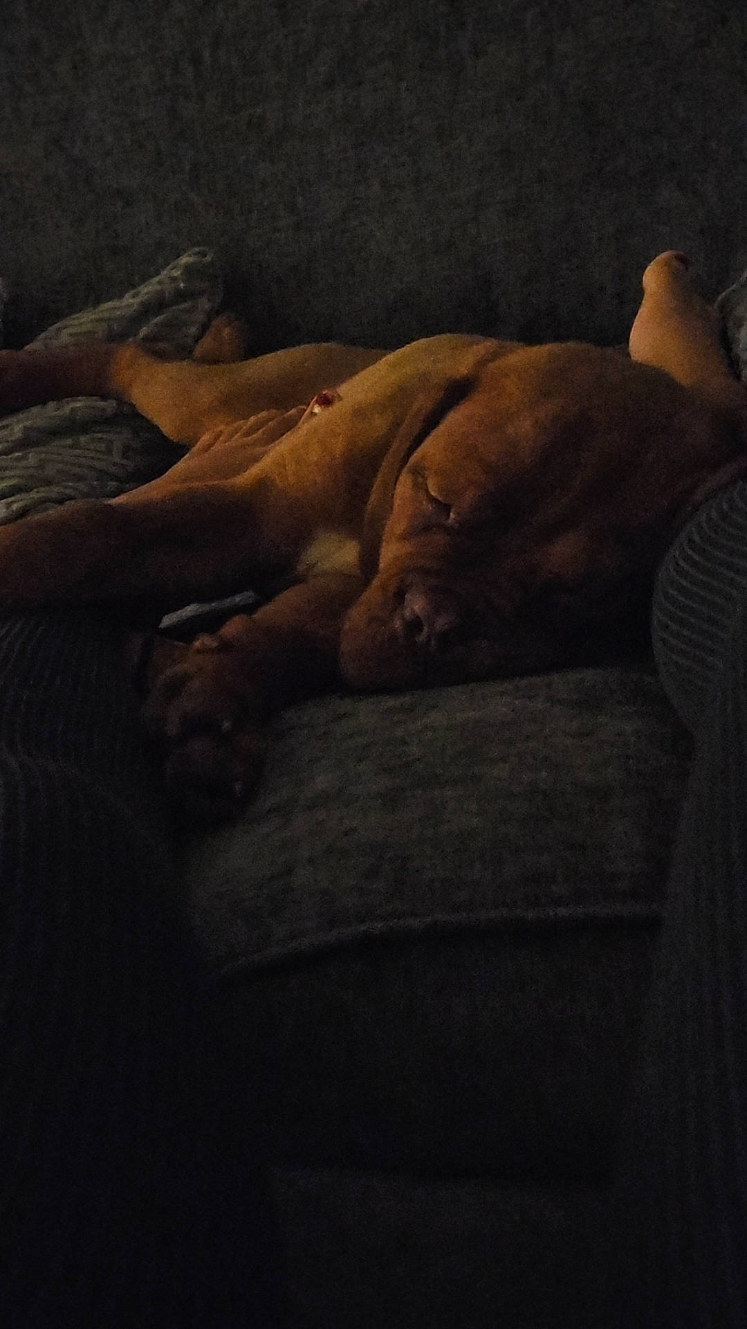 Bronson is registered to the contest to win money with this photo: carnivore, cloud, comfort, companion_dog, darkness, dog, dog_breed, fawn, felidae, fur, hardwood, human_leg, linens, liver, sky, terrestrial_animal, tints_and_shades, visual_arts, wood, wrinkle