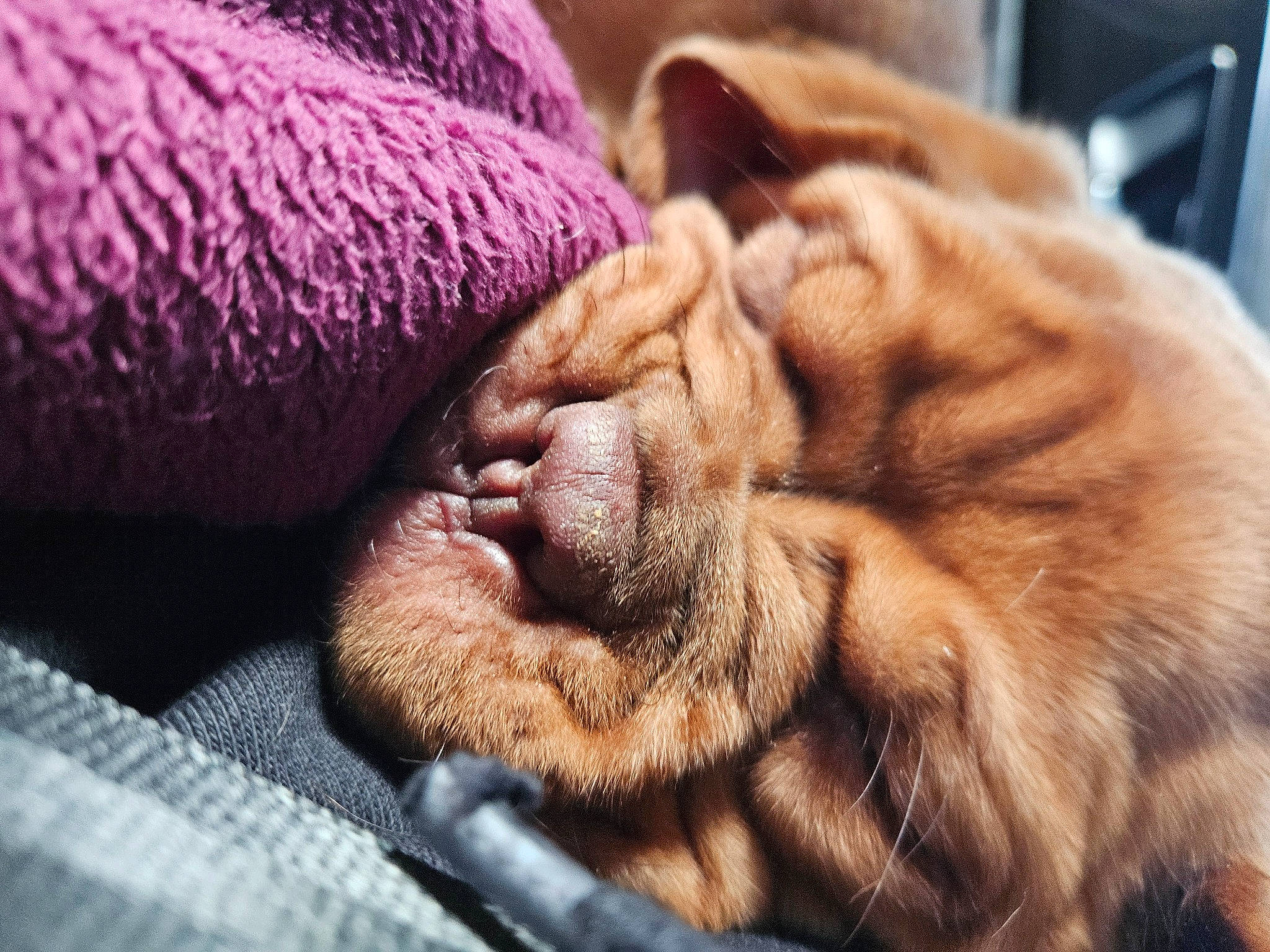 Bronson joined the competition — help win amazing prizes! canidae, carnivore, cat, claw, close_up, comfort, domestic_short_haired_cat, fawn, felidae, fur, gesture, magenta, mammal, paw, small_to_medium_sized_cats, snout, terrestrial_animal, vertebrate, whiskers, wrinkle