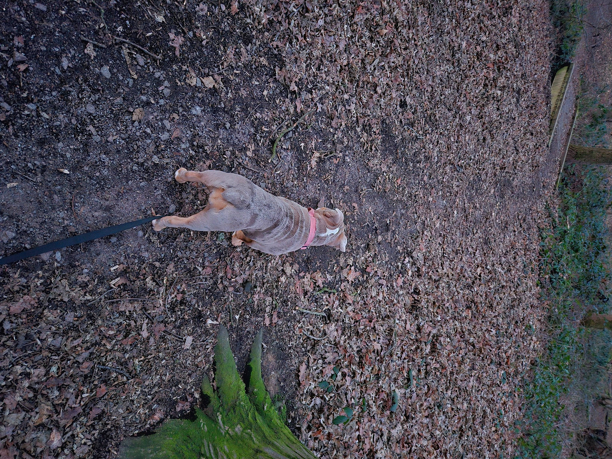 Nala joined the competition — help win amazing prizes! asphalt, cement, concrete, grass, groundcover, landscape, people_in_nature, plant, road_surface, rock, shadow, sidewalk, soil, tar, tree, wood