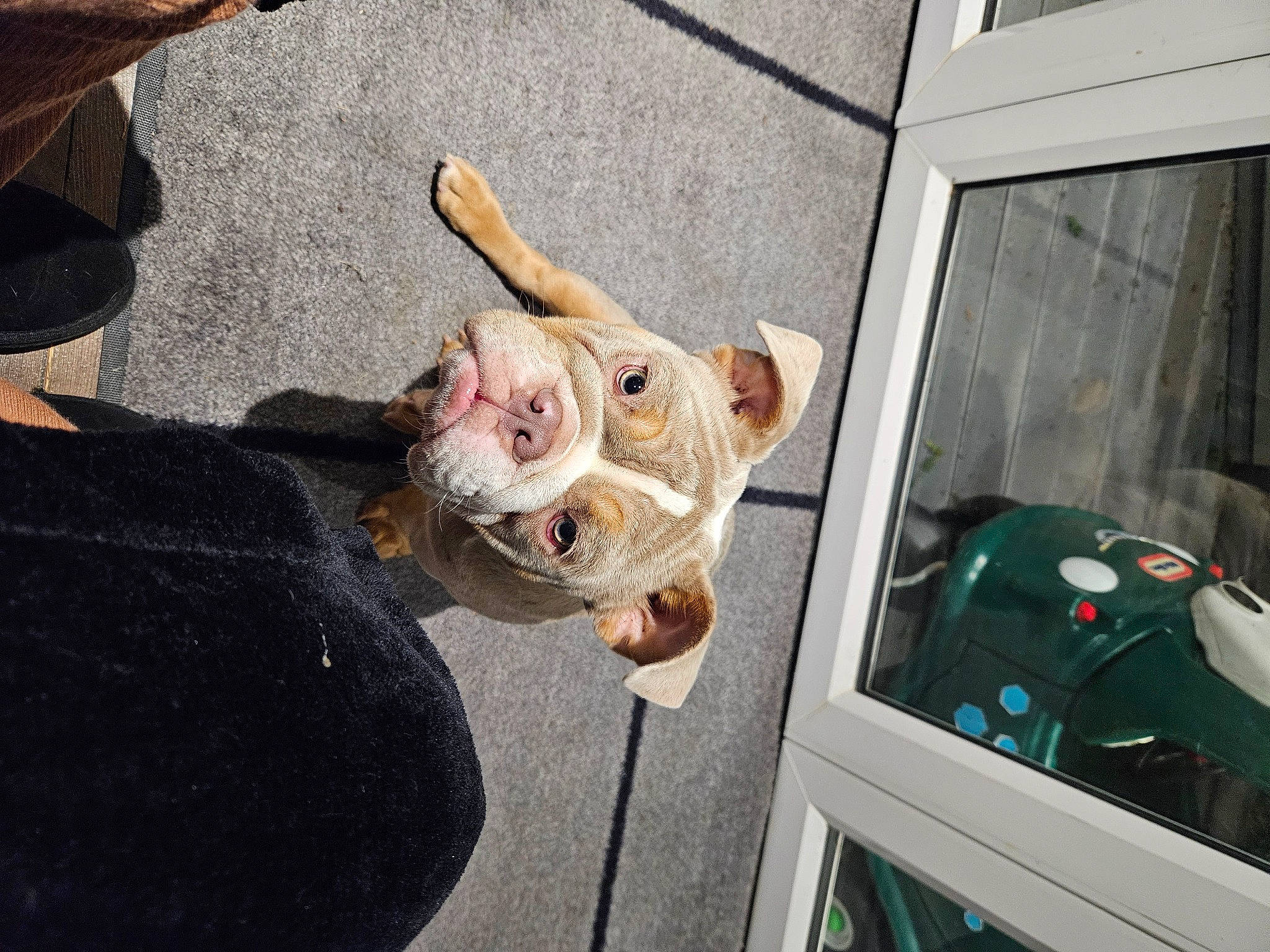 Nala is registered to the contest to win money with this photo: automotive_exterior, automotive_window_part, carnivore, companion_dog, dog, dog_breed, door, felidae, fish, flooring, foot, fur, small_to_medium_sized_cats, sporting_group, tail, vehicle, vehicle_door, windshield, wood, working_animal