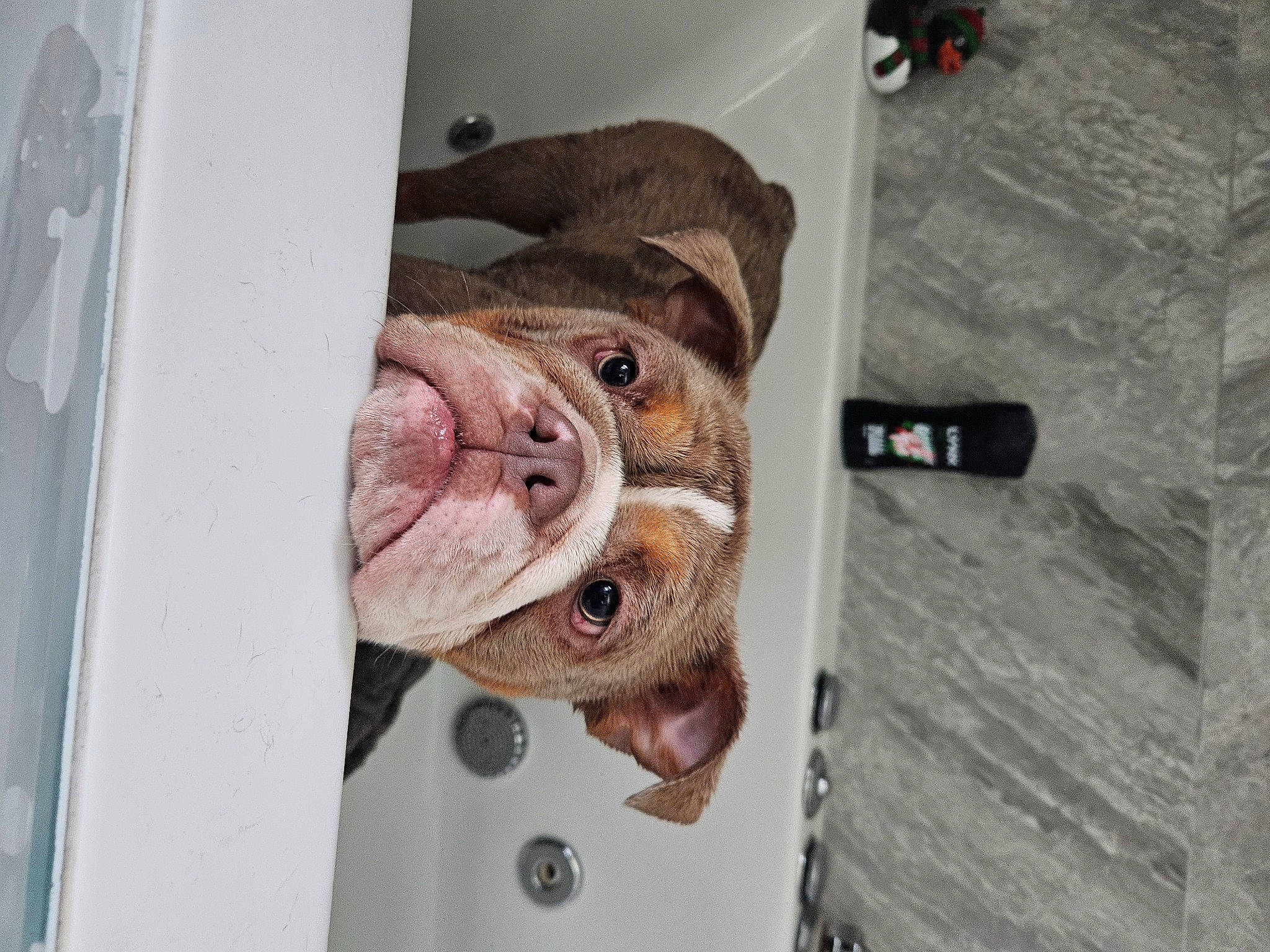 Nala joined the competition — help win amazing prizes! canidae, carnivore, companion_dog, dog, dog_breed, dog_supply, fawn, fur, jaw, liver, non_sporting_group, pet_supply, puppy, selfie, sporting_group, terrestrial_animal, whiskers, wood, working_animal, wrinkle