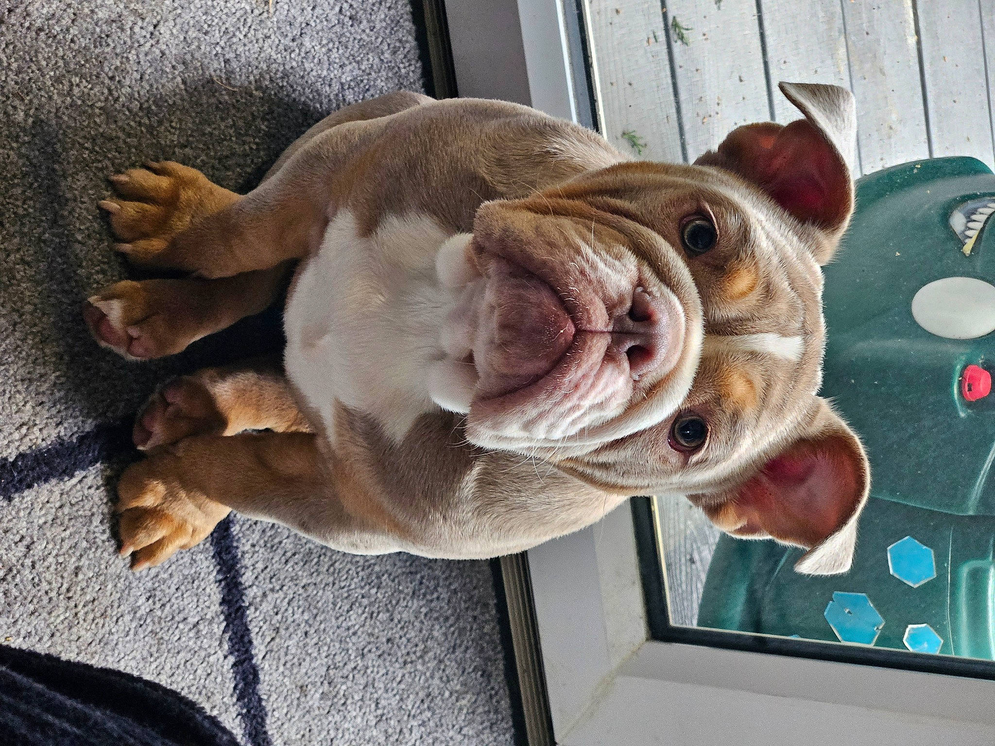 Nala joined the competition — help win amazing prizes! canidae, carnivore, collar, companion_dog, couch, dog, dog_breed, dog_collar, dog_supply, fawn, fur, liver, pet_supply, picture_frame, snout, sporting_group, whiskers, window, working_animal, wrinkle