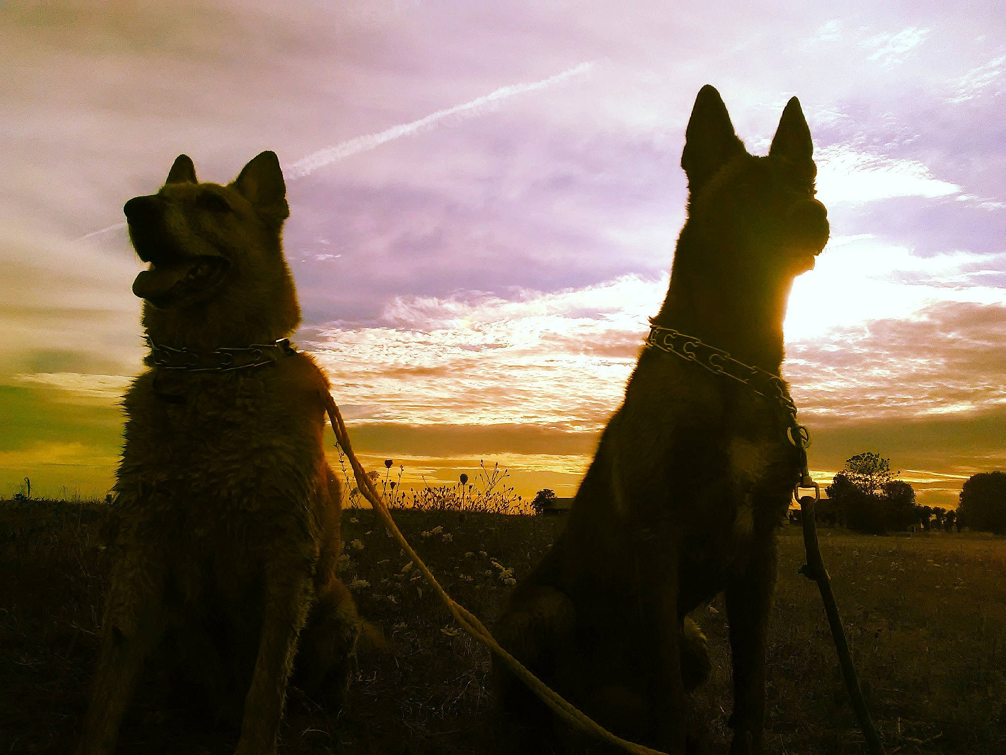 Bouli a rejoint le concours — aidez-le/la à gagner de superbes lots ! backlighting, canidae, carnivore, dog, dog_breed, dutch_shepherd_dog, evening, german_shepherd_dog, guard_dog, mammal, silhouette, sky, working_dog