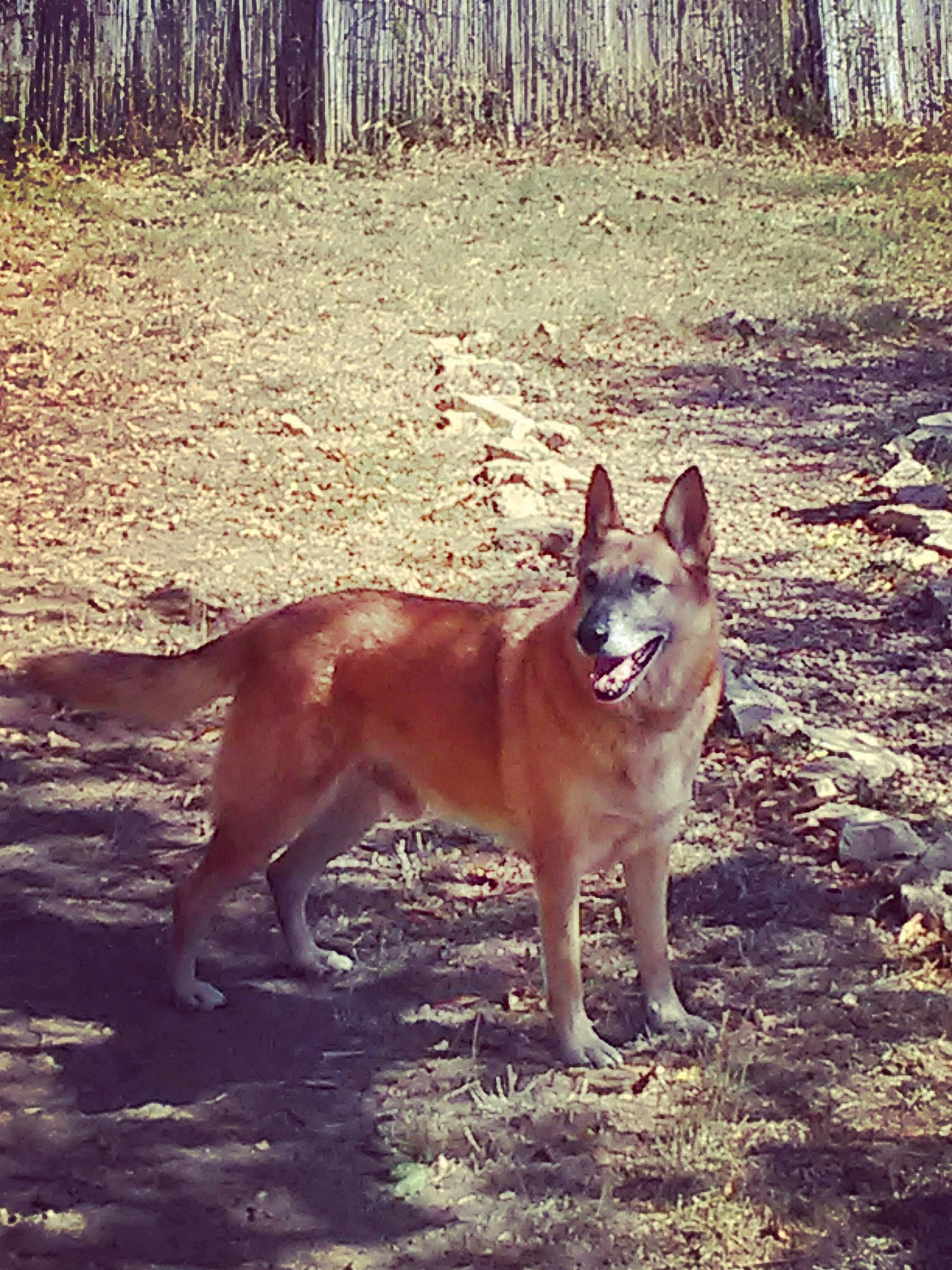 Bouli participe au concours pour gagner de l'argent avec cette photo : canidae, carnivore, carolina_dog, czechoslovakian_wolfdog, dingo, dog, dog_breed, fawn, kunming_wolfdog, mammal, native_american_indian_dog, new_guinea_singing_dog, pariah_dog, red_wolf, saarloos_wolfdog, shikoku, tamaskan_dog, vertebrate, wildlife, wolfdog