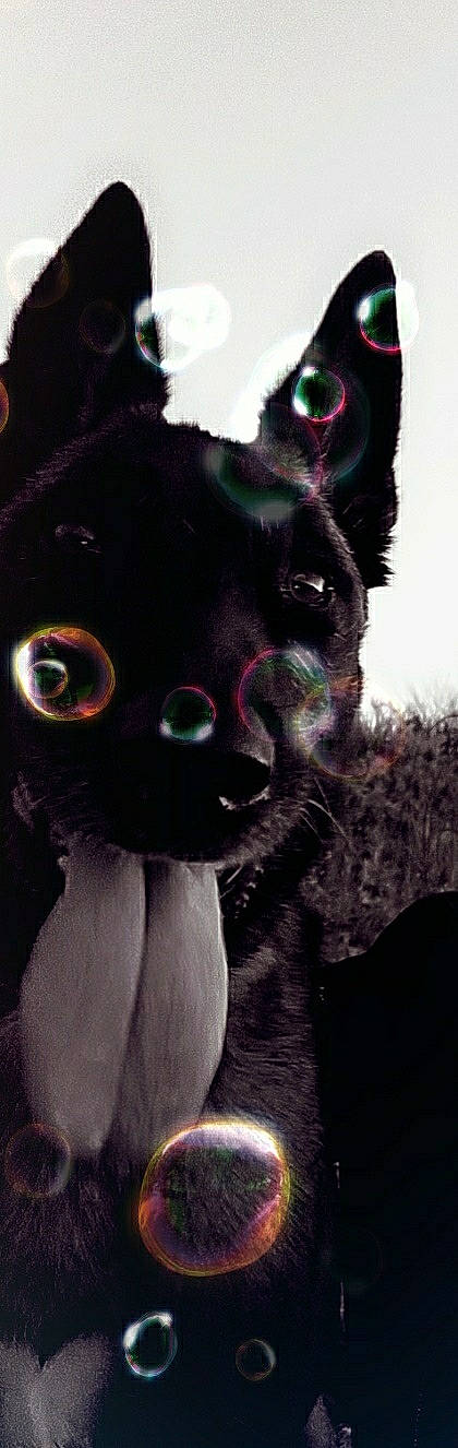 Jana participe au concours pour gagner de l'argent avec cette photo : black_cat, cat, costume, ear, fictional_character, fur, mask, organism, purple, snout, whiskers