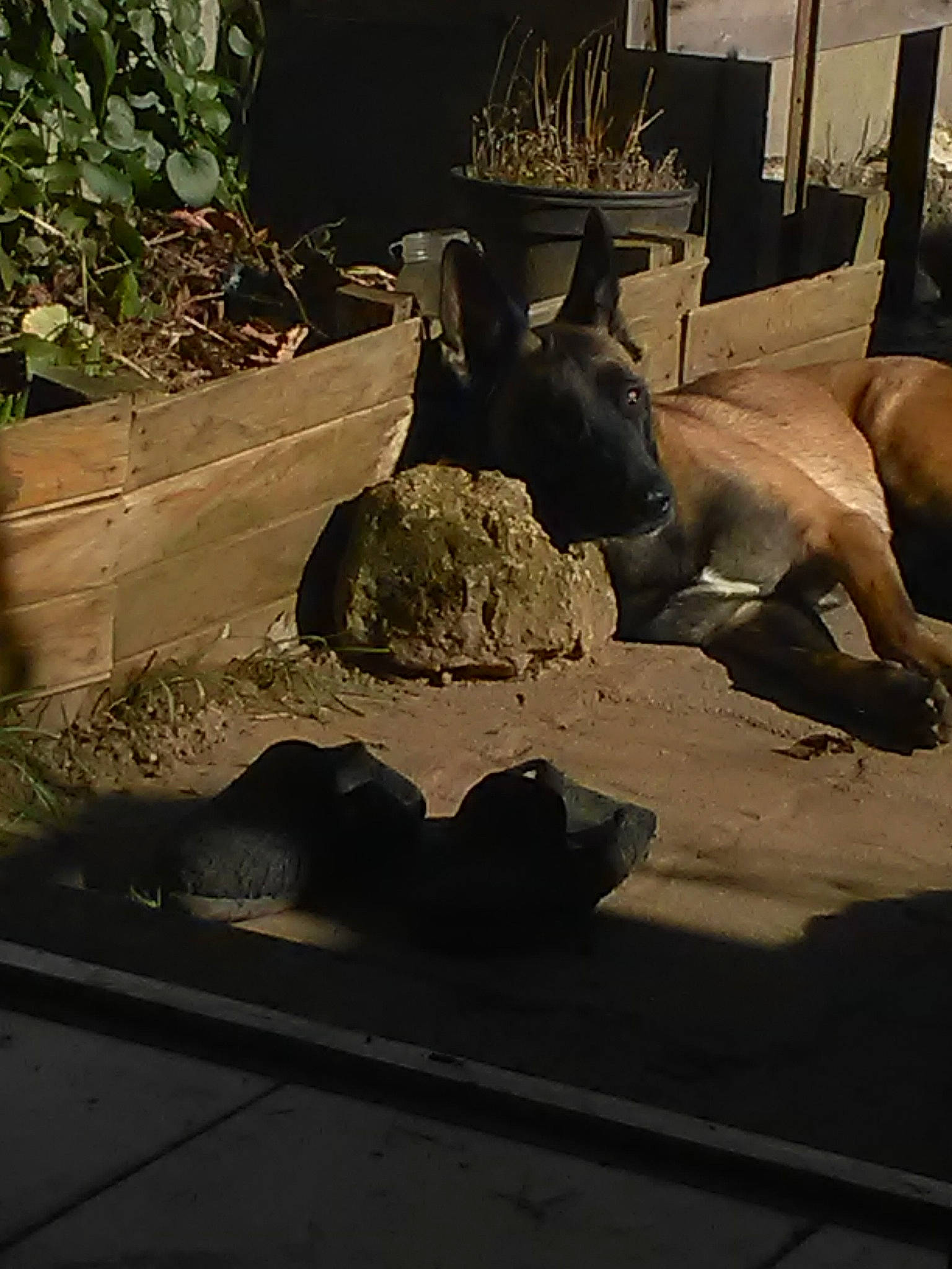 Jana participe au concours pour gagner de l'argent avec cette photo : fawn, sporting_group