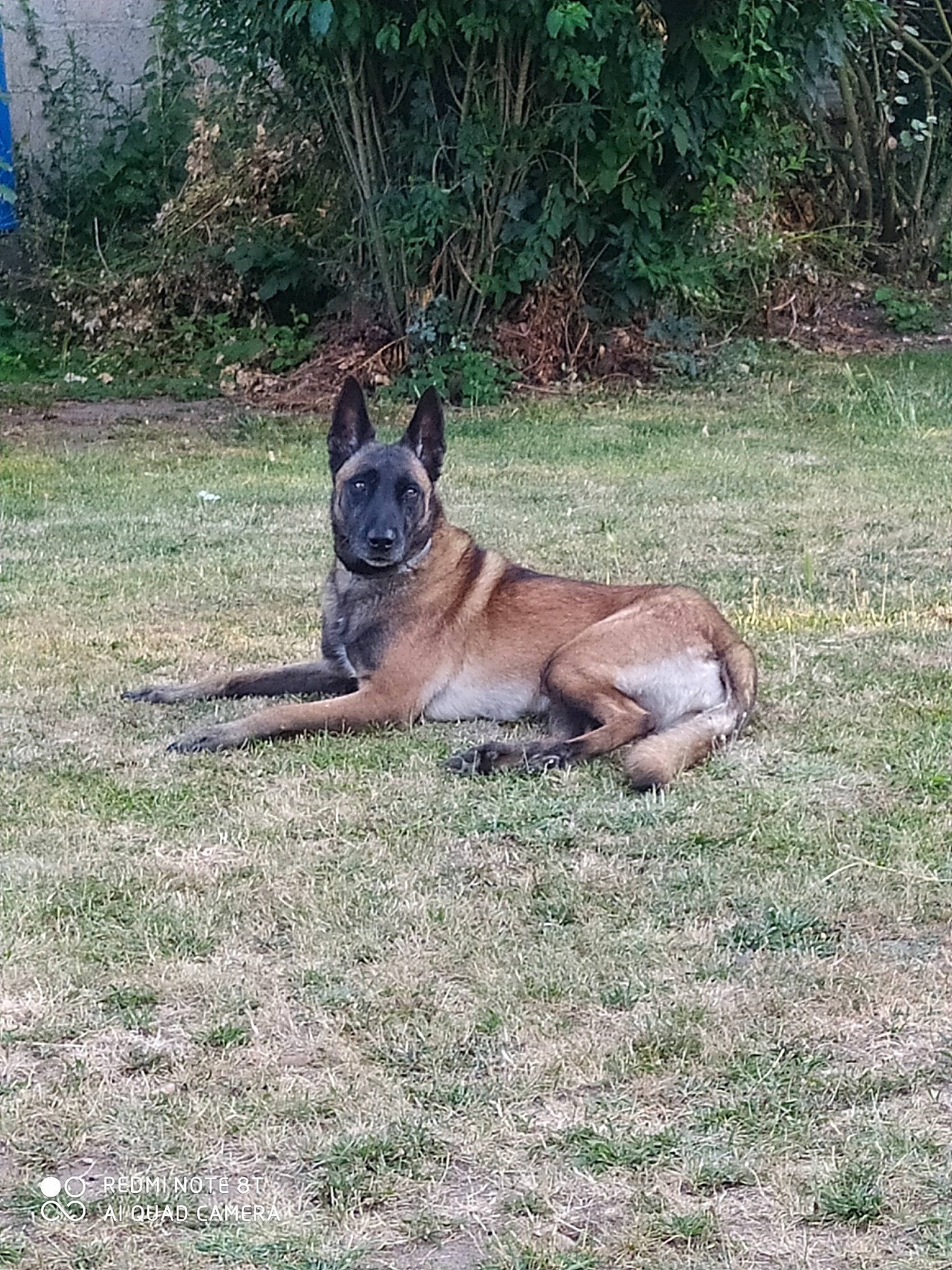 Jana participe au concours pour gagner de l'argent avec cette photo : belgian_shepherd, belgian_shepherd_malinois, canidae, carnivore, dog, dog_breed, fawn, german_shepherd_dog, grass, mammal, tree, vertebrate, wildlife