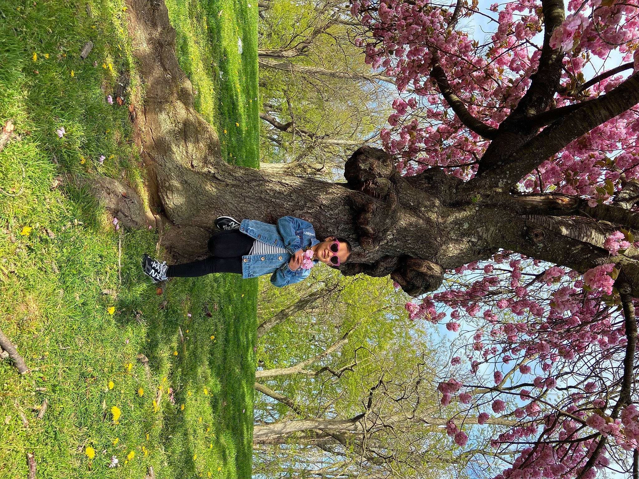 Emma is registered to the contest to win money with this photo: adventure, blossom, branch, deciduous, flower, forest, grass, joy, leisure, natural_landscape, northern_hardwood_forest, people_in_nature, person, plant, sky, temperate_broadleaf_and_mixed_forest, tree, trunk, twig, vertebrate