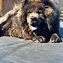 Oso Castro is registered to the contest to win money with this photo: dog, chow_chow, fluffy, fur, tongue, paws, nose, close_up, portrait, sunlit, outdoor, trampoline, resting, relaxed, sleepy, pet, brown_fur, shadow, shallow_depth_of_field, face