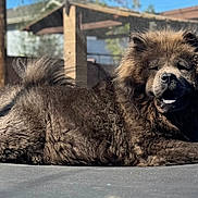 Oso Castro is registered to the contest to win money with this photo: dog, pet, fluffy, fur, trampoline, backyard, outdoor, sunlight, relaxed, lying_down, portrait, muzzle, paw, tail, netting, playset, fence, grass, close_up, canine