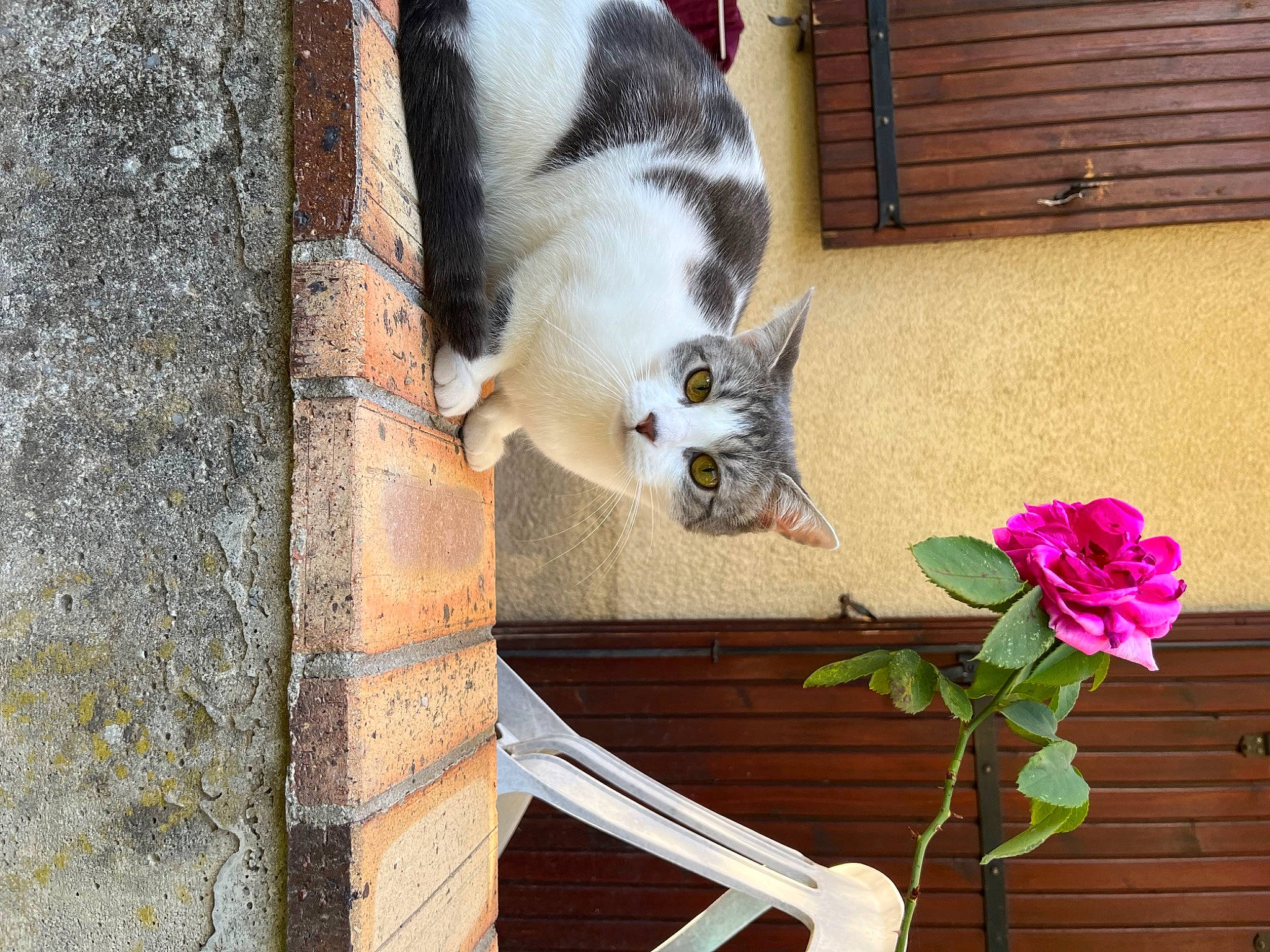 Soon participe au concours pour gagner de l'argent avec cette photo : brick, carmine, carnivore, cat, domestic_short_haired_cat, facade, fawn, felidae, flower, fur, hybrid_tea_rose, petal, plant, rose, rose_family, small_to_medium_sized_cats, tail, whiskers, window, wood