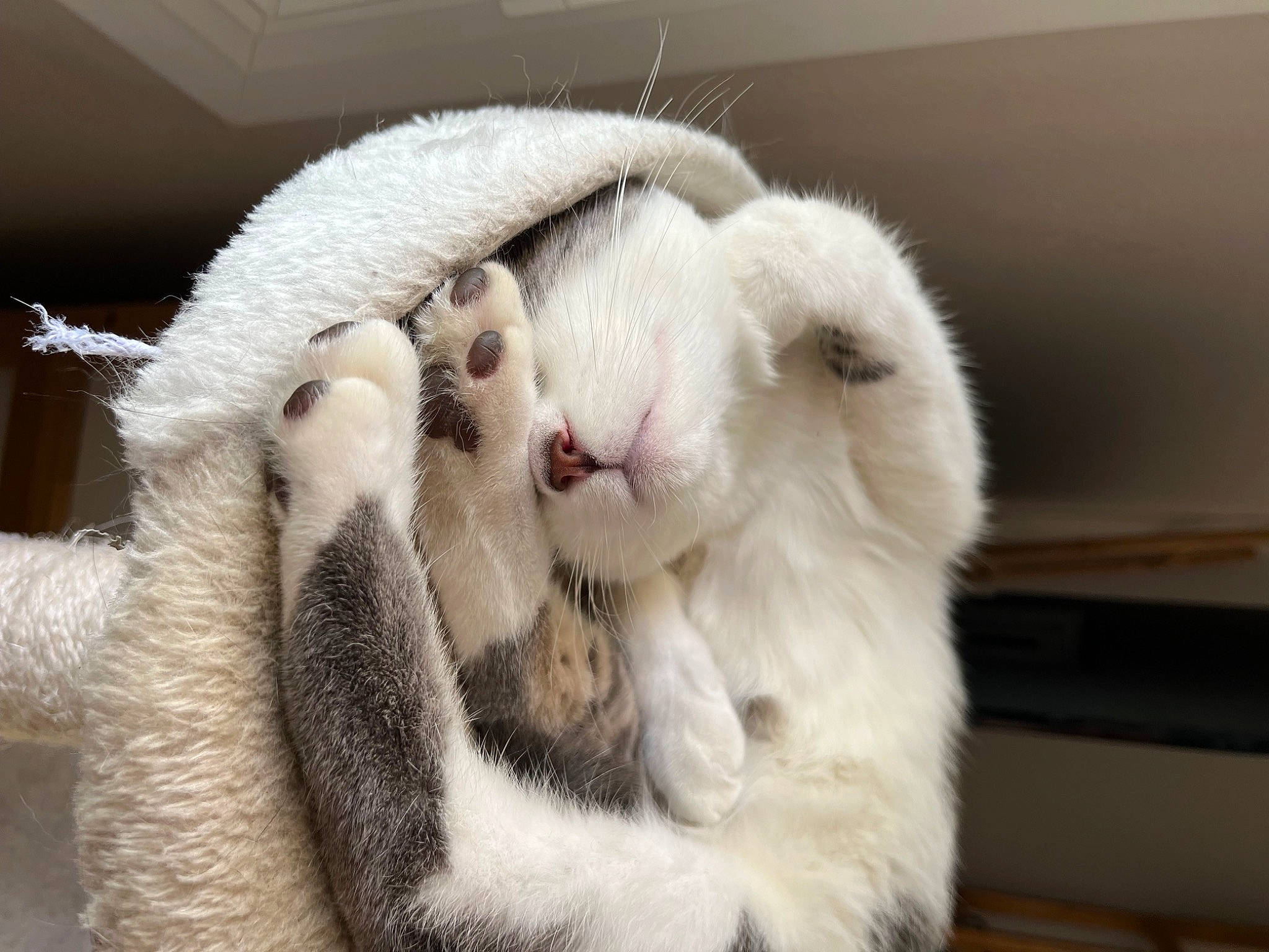 Soon participe au concours pour gagner de l'argent avec cette photo : carnivore, cat, claw, comfort, domestic_short_haired_cat, fawn, felidae, foot, fur, nap, paw, small_to_medium_sized_cats, snout, tail, terrestrial_animal, whiskers