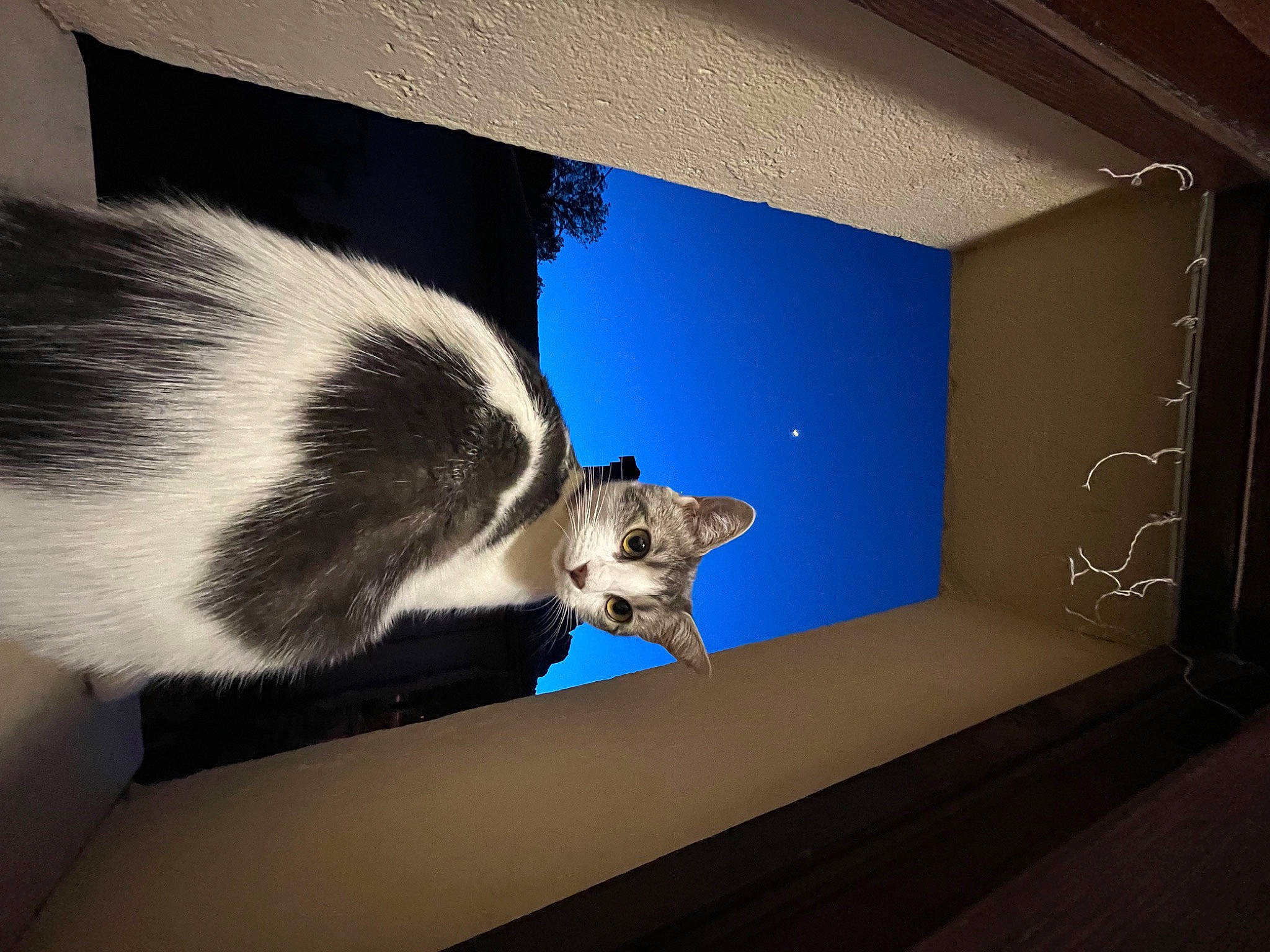 Soon participe au concours pour gagner de l'argent avec cette photo : art, carnivore, cat, ceiling, comfort, domestic_short_haired_cat, electric_blue, felidae, fur, metal, paw, rectangle, room, small_to_medium_sized_cats, tail, tints_and_shades, whiskers, window, wood