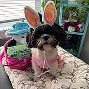 Luna is registered to the contest to win money with this photo: dog, bunny_ears, pink_outfit, cushion, basket, stuffed_toy, shark_hat, window_blinds, plant, mugs, shelf, indoor, pet, cute, small_dog, black_and_white, fur, decor, home, seated