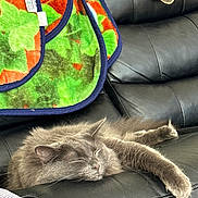 Ace is registered to the contest to win money with this photo: cat, sleeping, gray_cat, feline, pet, leather_couch, blanket, colorful_blanket, cozy, resting, indoor, fur, whiskers, animal, relaxed, domestic_cat, cute, paws, napping, household