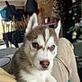 puppy, dog, husky, heterochromia, indoor, lap, close_up, pet, animal, fur, ears, cute, face, blue_eye, brown_eye, house, christmas_tree, furniture, cozy, relaxing