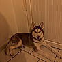 Volt participe au concours pour gagner de l'argent avec cette photo : dog, husky, indoor, floor, tile, animal, pet, canine, lying_down, brown, white, ears, face, paw, door, wall, relaxed, looking_at_camera, shadow, quiet