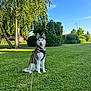 dog, siberian_husky, leash, grass, park, trees, bushes, blue_sky, sunny, outdoor, pet, canine, nature, animal, happy, sitting, daylight, greenery, fur, tongue_out