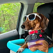 Count Wjw Otto is registered to the contest to win money with this photo: booster_seat, car, car_seat, cute, dachshund, dog, dog_harness, forest, headrest, nails, paw, pet, red_collar, relaxed, road_trip, service_dog, sunglasses, sunlight, trees, window
