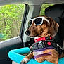 booster_seat, car, car_seat, cute, dachshund, dog, dog_harness, forest, headrest, nails, paw, pet, red_collar, relaxed, road_trip, service_dog, sunglasses, sunlight, trees, window