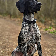 Patate participe au concours pour gagner de l'argent avec cette photo : dog, pointer_dog, sitting, outdoor, forest, trail, portrait, black_head, speckled_coat, short_hair, paws, collar, canine, pet, attentive, nature, bokeh_background, ground, muddy_path, whiskers