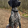 dog, pointer_dog, sitting, outdoor, forest, trail, portrait, black_head, speckled_coat, short_hair, paws, collar, canine, pet, attentive, nature, bokeh_background, ground, muddy_path, whiskers