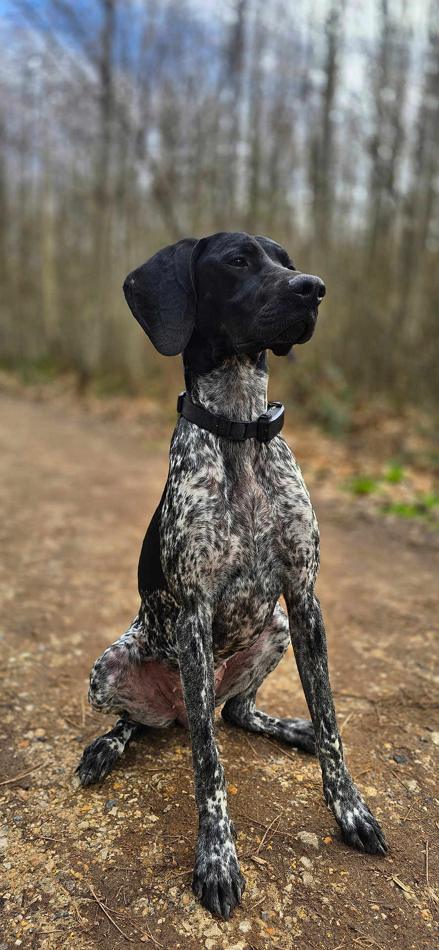 Patate a rejoint le concours — aidez-le/la à gagner de superbes lots ! dog, pointer_dog, sitting, outdoor, forest, trail, portrait, black_head, speckled_coat, short_hair, paws, collar, canine, pet, attentive, nature, bokeh_background, ground, muddy_path, whiskers